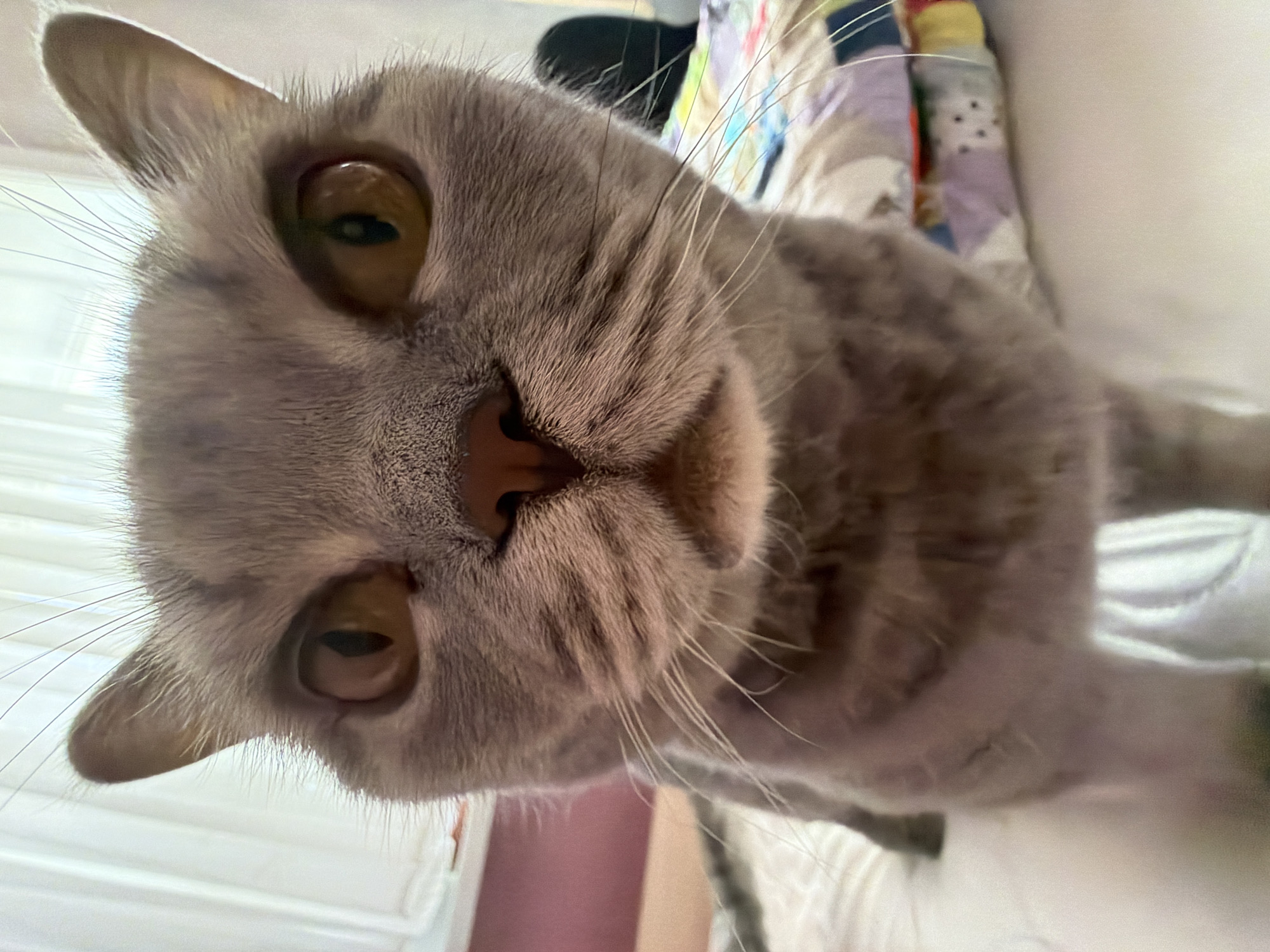 A gray tabby cat is positioned close to the camera, angled slightly downward. The cat has large, amber eyes and a pink nose. The background is partially obscured, revealing a multicolored quilt and white surface. The image details indicate this is not from Perm, Russia. The scene is indoors.