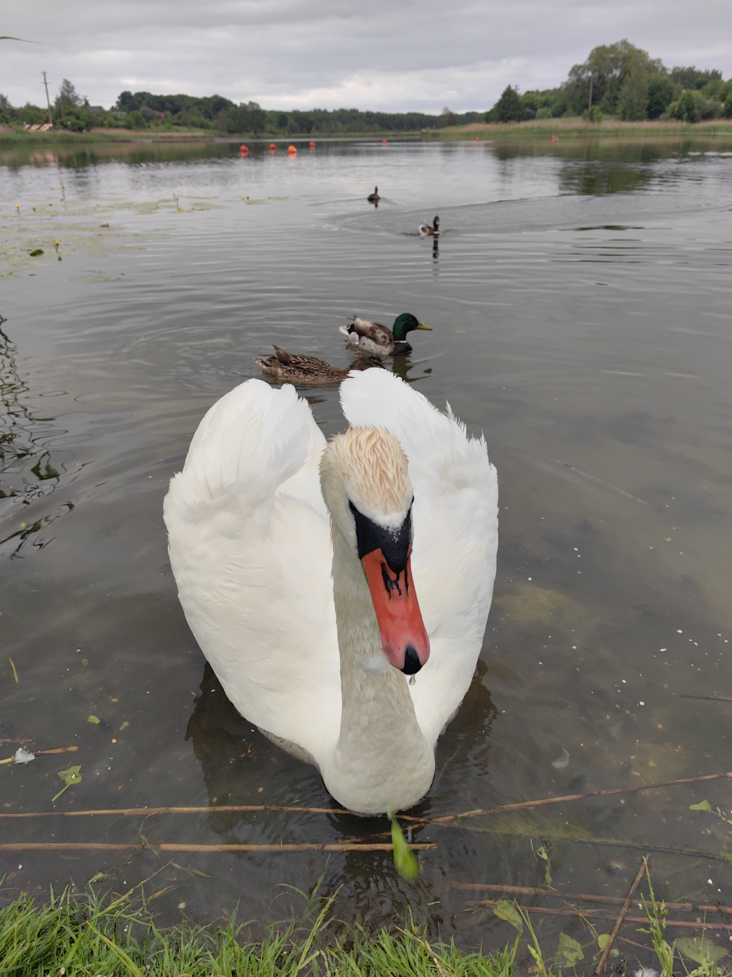 In an outdoor scene on a cloudy day, a large white swan with a red and black beak is in the foreground, partially submerged in murky water. Several mallard ducks are swimming in the middle ground, with more ducks further in the distance. The background features a body of water with buoys, a tree-lined shore with buildings, and lush green grass along the bank in the foreground.
