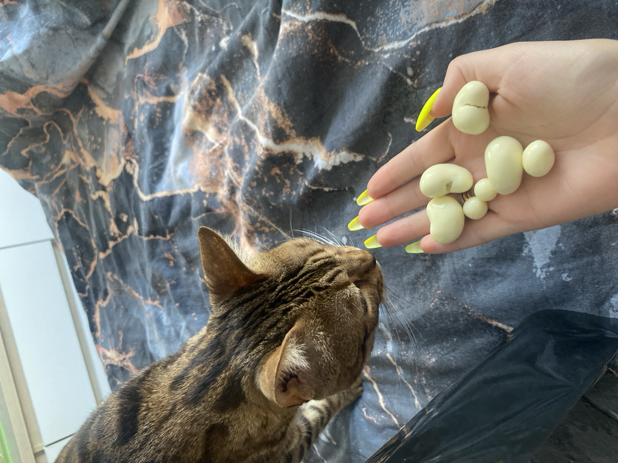 A tan and brown tabby cat is looking up at a hand holding several white, bean-shaped objects. The person holding the objects has yellow painted fingernails. The background appears to be a dark grey and brown marbled fabric. A black plastic bag is partially visible in the lower right corner. This image was taken in the city of Chaikovsky, Russia.