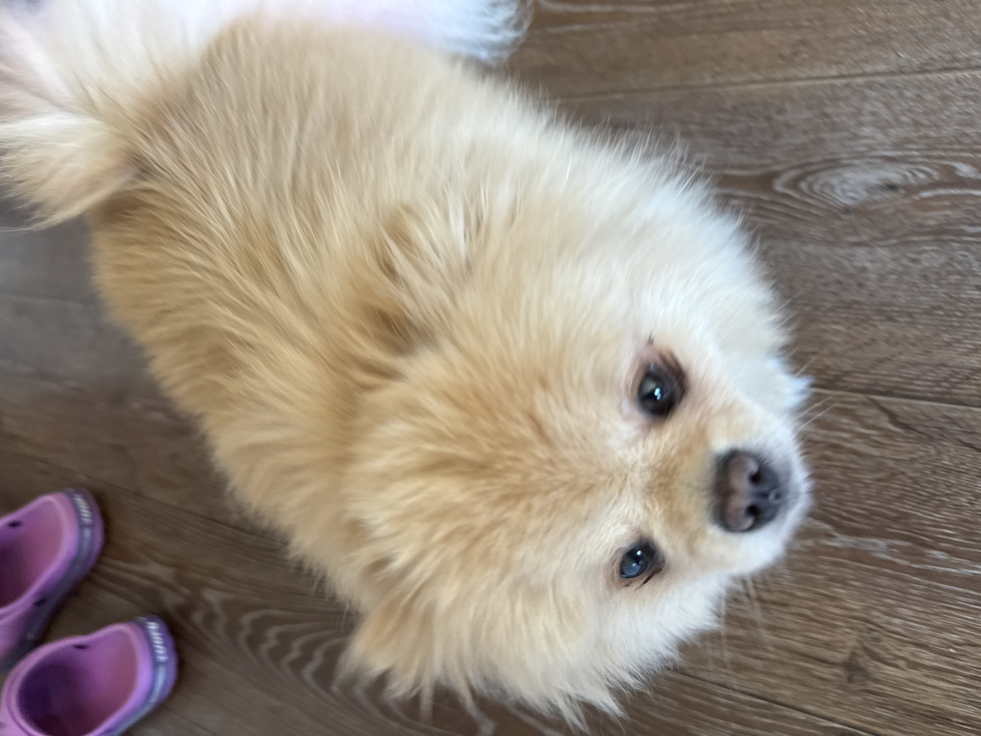 A fluffy, light-brown Pomeranian dog is lying on a wooden floor. The dog is looking up at the camera with its head tilted slightly. Its eyes are dark and expressive, and its nose is black and wet. The dog's fur is long and soft, and it appears to be well-groomed. In the background, to the left of the dog, are two purple Crocs shoes. The floor is made of wooden planks with a visible grain pattern. The lighting in the image is natural and diffused, suggesting an indoor setting.