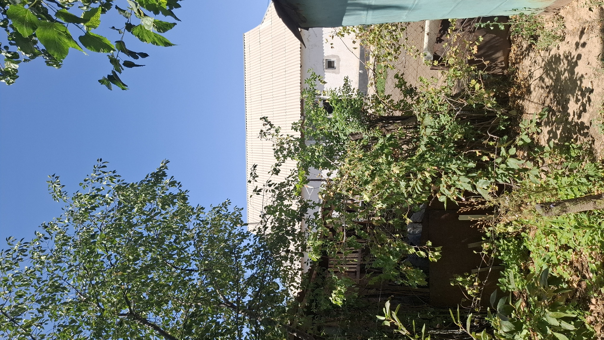 This is a vertical, eye-level, outdoor shot of a residential property under a clear blue sky. In the foreground, lush green foliage and tree branches obscure much of the view, casting dappled shadows on a sandy dirt path. To the left, a large tree with dark bark and abundant green leaves dominates the scene. A rustic wooden structure, possibly an arbor or shed, is partially visible behind the vegetation. In the midground, a white building with a corrugated, off-white roof is visible. The building has a small square window and appears to be a single-story dwelling. To the right, a portion of a light teal-colored structure, possibly a shed or storage unit, is present. The environment suggests a rural or suburban setting within Шұбарсу, Kazakhstan, likely during daylight hours. No people or animals are visible in the image.