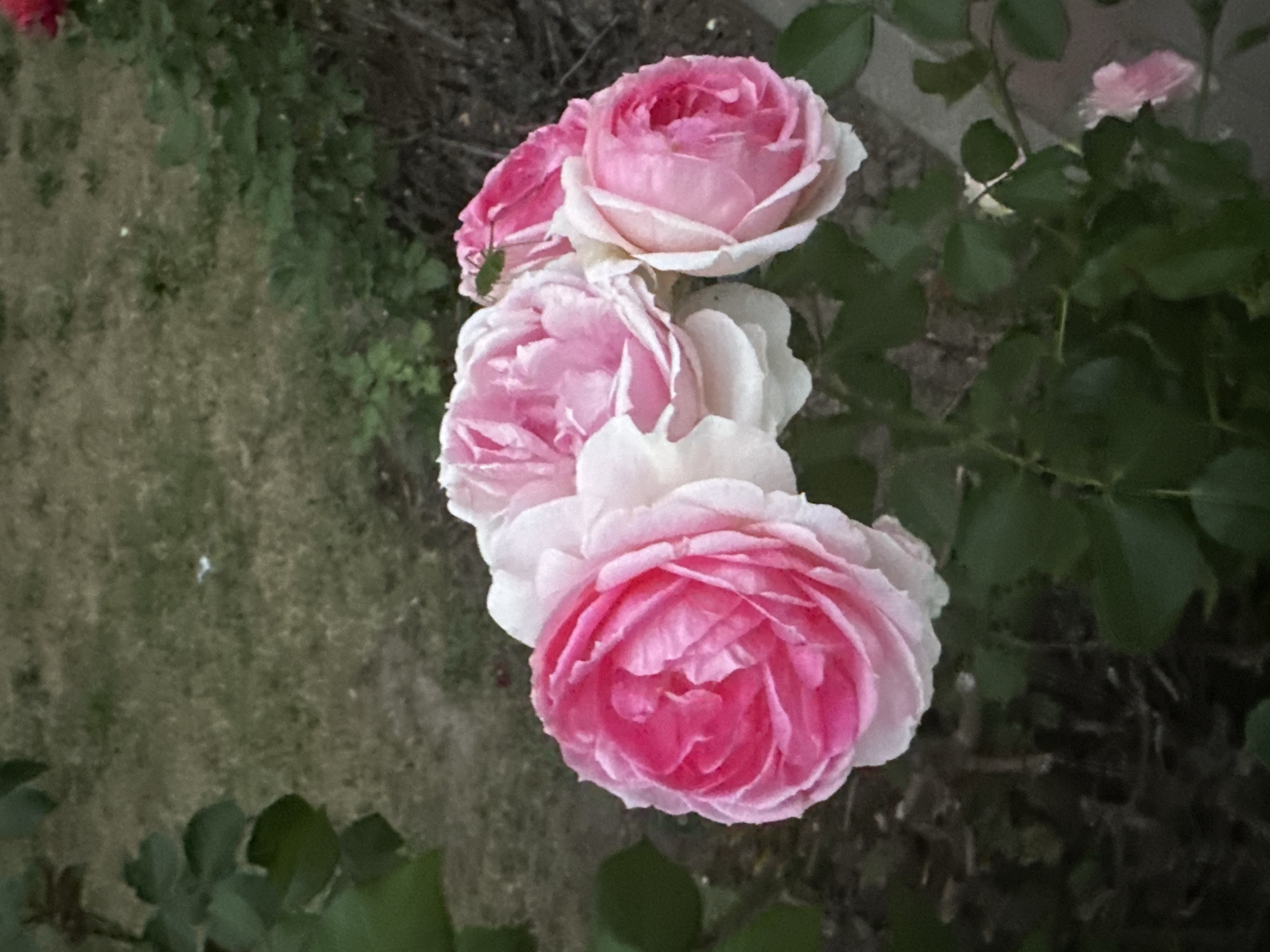 A close-up, vertical shot shows a cluster of four pink and white roses. The roses are in bloom, with many petals layered to form a full, rounded shape. The largest rose is in the foreground to the left, displaying vibrant pink edges that fade to white towards the center. Behind it, a cluster of three other roses share a similar color gradient. One of these roses has a small green insect perched on its petal. The background is out of focus, featuring dry, brown grass and dark green foliage, suggesting an outdoor garden setting. The overall lighting is dim, creating a soft, natural ambiance. There are no people visible in the image. The scene is located in Kyiv, Ukraine.