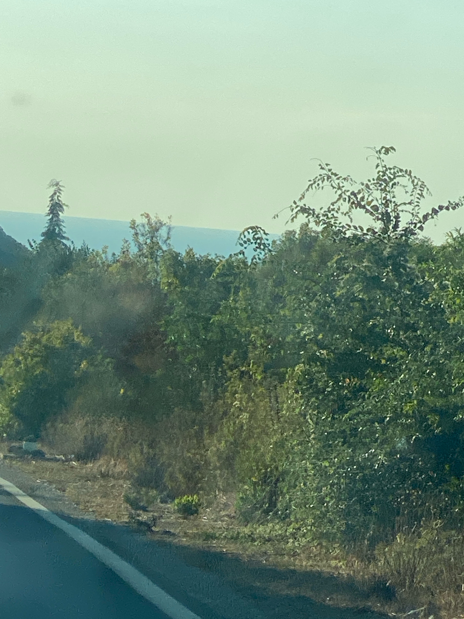 The image depicts a view of the coastline in Krute Ulcinjske - Krytha e Ulqinit, Montenegro. The foreground is dominated by a paved road with a white line marking its edge. To the right of the road, dense green foliage and trees line the terrain, with some dry, brush-like vegetation interspersed. In the middle ground, more lush greenery continues, with a distinct evergreen tree on the left and a leafy deciduous tree on the right. In the background, a calm, light blue body of water, likely the Adriatic Sea, stretches across the horizon, meeting a pale, hazy sky. The overall scene suggests a natural coastal landscape with evidence of a road passing through it. There are no people or animals visible in the image.