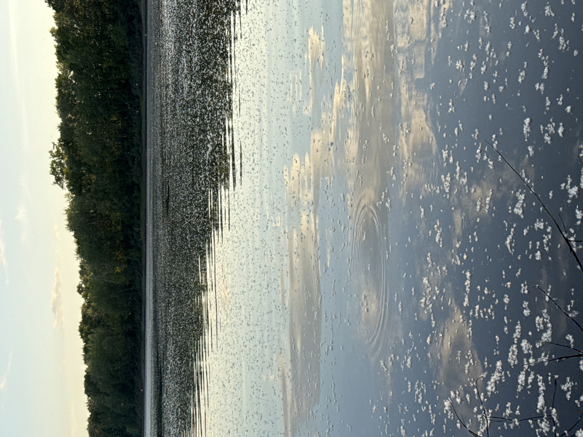 The image depicts a serene outdoor scene featuring a body of water, likely a lake or large pond, under a bright sky. The sky above is a pale blue, transitioning to a golden-white hue near the horizon, indicative of either early morning or late afternoon lighting. Sparse, wispy white clouds are visible.
A dense line of dark green deciduous trees forms the distant treeline, reflecting in the upper portion of the water. A few tiny white specks, possibly distant birds or insects, are discernible against the treeline and water surface.
The water surface exhibits distinct zones. The mid-ground is covered by a vast aggregation of small, dark, granular particles or debris, creating a textured appearance. This area also shows subtle horizontal ripples. Closer to the viewer, the water is clearer, reflecting the sky and clouds with elongated, diffused shapes. Scattered patches of fluffy, white, cotton-like material float on the surface, becoming more prominent and distinct in the foreground.
Concentric ripples emanate from a point in the mid-left foreground, suggesting an object recently disturbed the water. Two dark, slender, leafless branches or reeds extend into the lower frame from the bottom, partially submerged in the foreground water. A faint, dark silhouette, resembling a human figure, is subtly reflected in the water towards the upper right of the foreground, suggesting the presence of a person standing nearby. The overall environment is natural and tranquil.