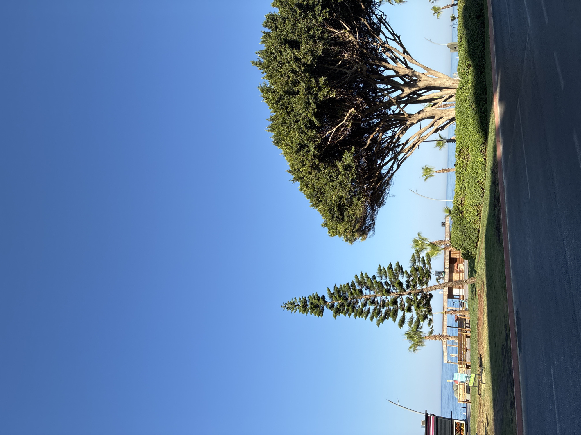 The image shows a coastal scene in Alanya, Turkey. In the foreground, there is an asphalt road with white dashed lines. Behind the road, there is a green grassy area with trees and some structures. To the left, a tall, slender evergreen tree stands out against the clear blue sky. To the right, a large, mature tree with a wide canopy and visible branches dominates the mid-ground. In the background, the sea is visible, with a clear horizon. Several palm trees are scattered throughout the scene. There are also a few wooden benches and what appear to be small kiosks or structures near the water's edge. The overall impression is of a sunny day in a recreational area by the sea.