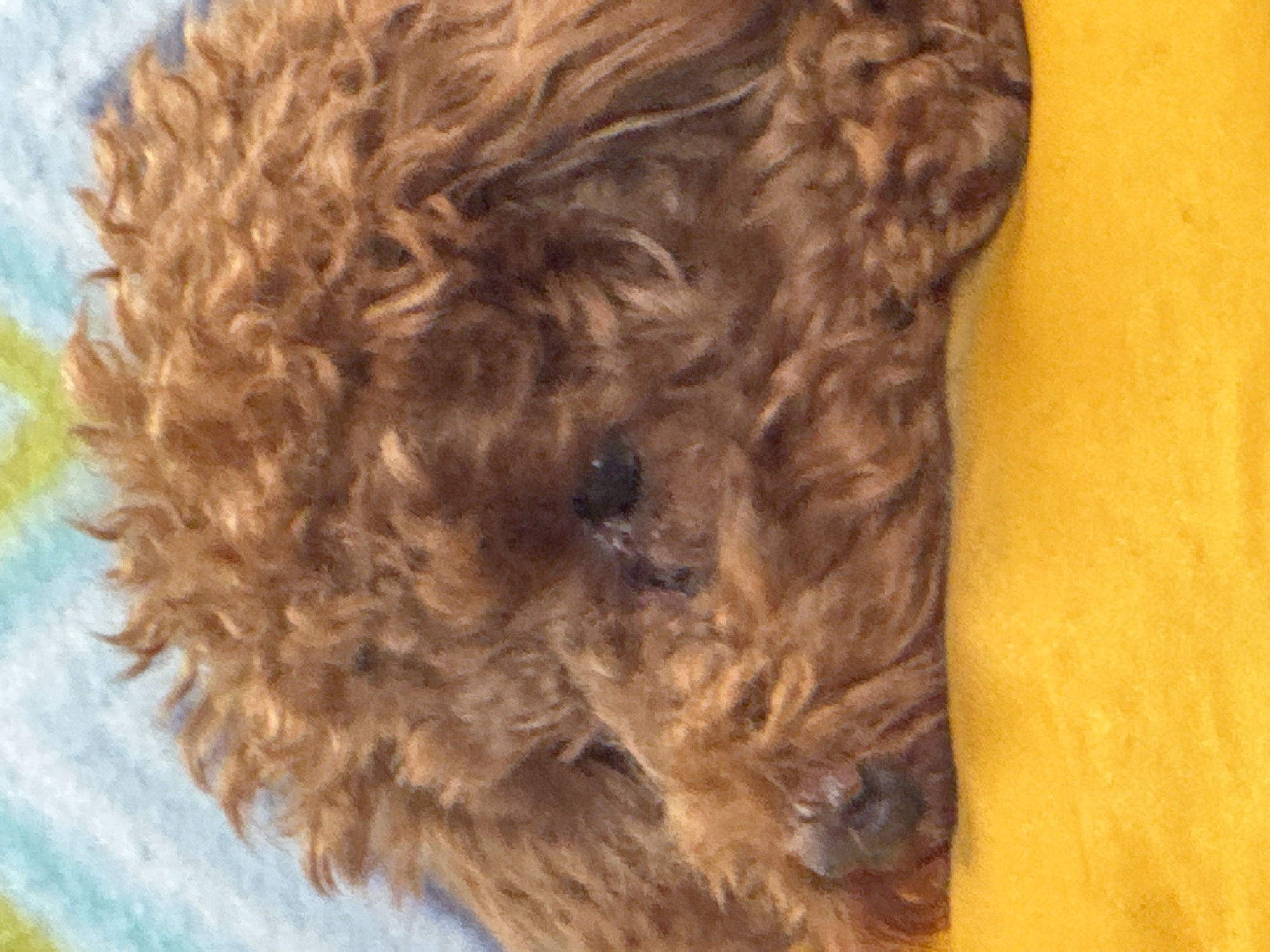 This is a close-up, eye-level, indoor shot of a poodle's head resting on a yellow surface, likely a blanket or cushion. The dog has fluffy, reddish-brown fur. Its eyes are visible, and its head is turned to the left. The background is out of focus, appearing as a blurry mix of light blue and green, suggesting a wall or another soft furnishing. There is no indication of the city of Bersenevka, Russia, in the image.