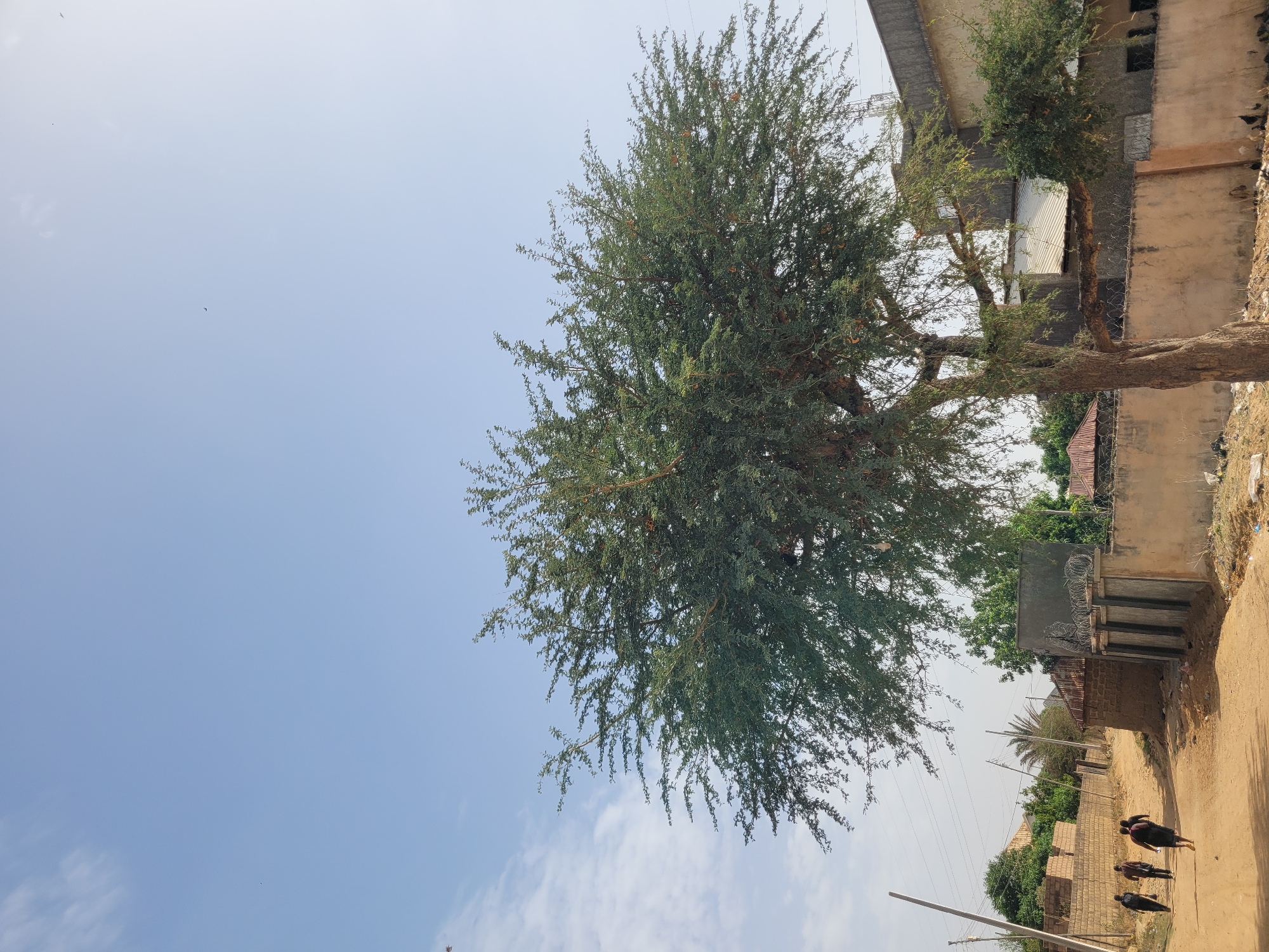 This image captures an outdoor scene in Barakin Akawo, Nigeria, under a bright, clear blue sky with a few faint white clouds, suggesting daytime.
A large, mature tree with dense, dark green foliage and numerous small leaves dominates the left and central parts of the frame. Some small, reddish-brown pods or fruits are visible among its branches.
To the right, a series of structures line a dirt road. One building appears to be an unfinished concrete structure or undergoing construction, with exposed rebar and a gray, textured surface. Behind it, a corrugated metal building is visible. Further along, a section of a building with a light brown or sand-colored wall is present, topped by a fence with barbed wire.
The lower right corner features a reddish-brown dirt road or path extending into the distance. Three people, dressed in dark clothing, are seen walking away from the viewer along this road. Utility poles and overhead wires are visible along the roadside and against the sky, indicating a populated area. The scene portrays a common street view in a warm, possibly semi-urban or rural environment. There is no visible text in the image.