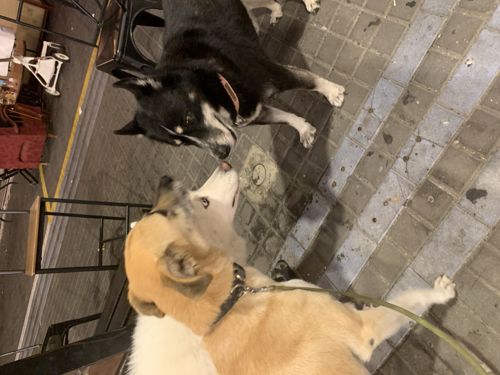 Two dogs, one light brown and white and the other black and white, are facing each other nose-to-nose on a tiled sidewalk. The light brown dog is wearing a black collar with a leash attached, which extends out of frame. The black and white dog is wearing a pink collar. The background shows a street scene with chairs, tables, and a red armchair, suggesting an outdoor seating area for a cafe or restaurant. The tiled ground is wet, indicating recent rain or cleaning. This scene is consistent with an outdoor urban environment in Tel Aviv, Israel.