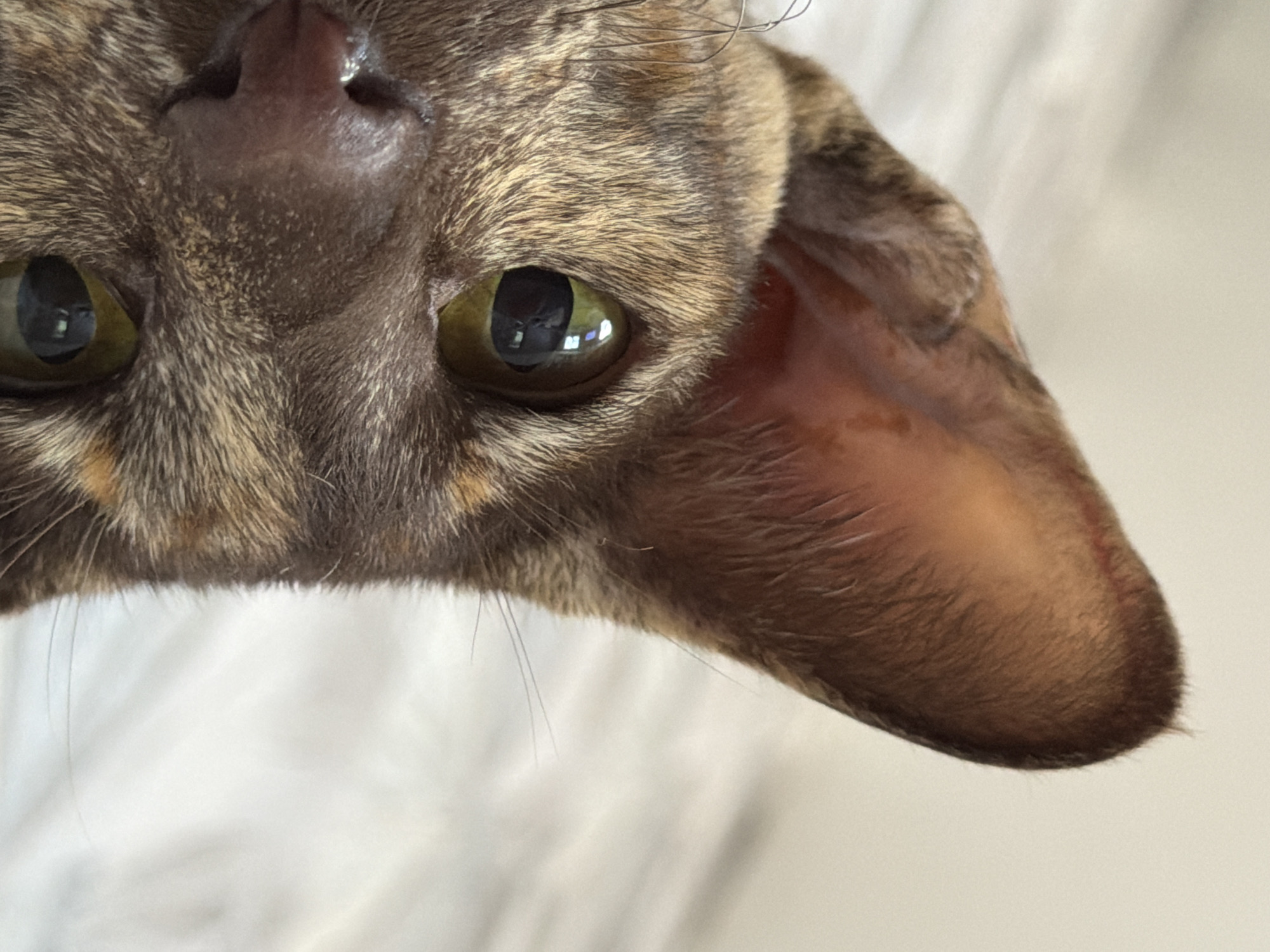 This is a close-up, eye-level, waist-up, outdoor shot of a tortoiseshell cat in Chaikovsky, Russia. The cat is looking directly at the camera. The cat's head is turned slightly to the left, and its large, pointed ear is prominent in the left side of the frame. The cat's eyes are a striking green-yellow color and reflect light. Its fur is a mix of brown, black, and orange tabby markings. The background is blurred, appearing to be a light-colored wall with vertical lines, possibly fabric or a textured surface. The lighting is soft and natural. There are no people or other animals visible in the frame. The environment suggests an indoor setting rather than a specific city location within Chaikovsky.