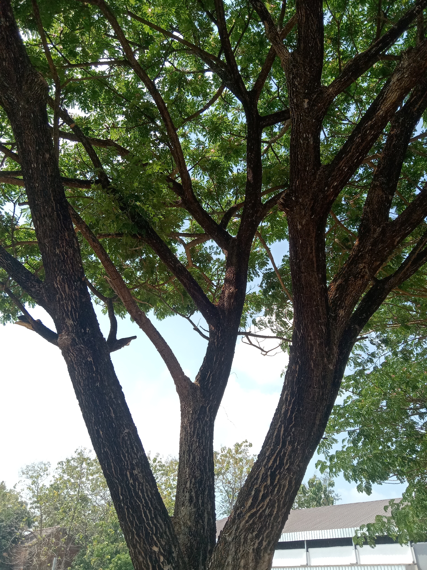 The image captures a low-angle view of a large tree with multiple thick, dark-barked trunks and branches spreading outwards, covered in lush green leaves. Sunlight filters through the foliage, creating a dappled effect against the clear blue sky. In the background, the roof of a building with a patterned texture is visible, along with more green trees and foliage. The scene appears to be an outdoor setting, possibly a park or garden area within the city of Siwalan, Indonesia. There are no people or animals visible in the frame.
