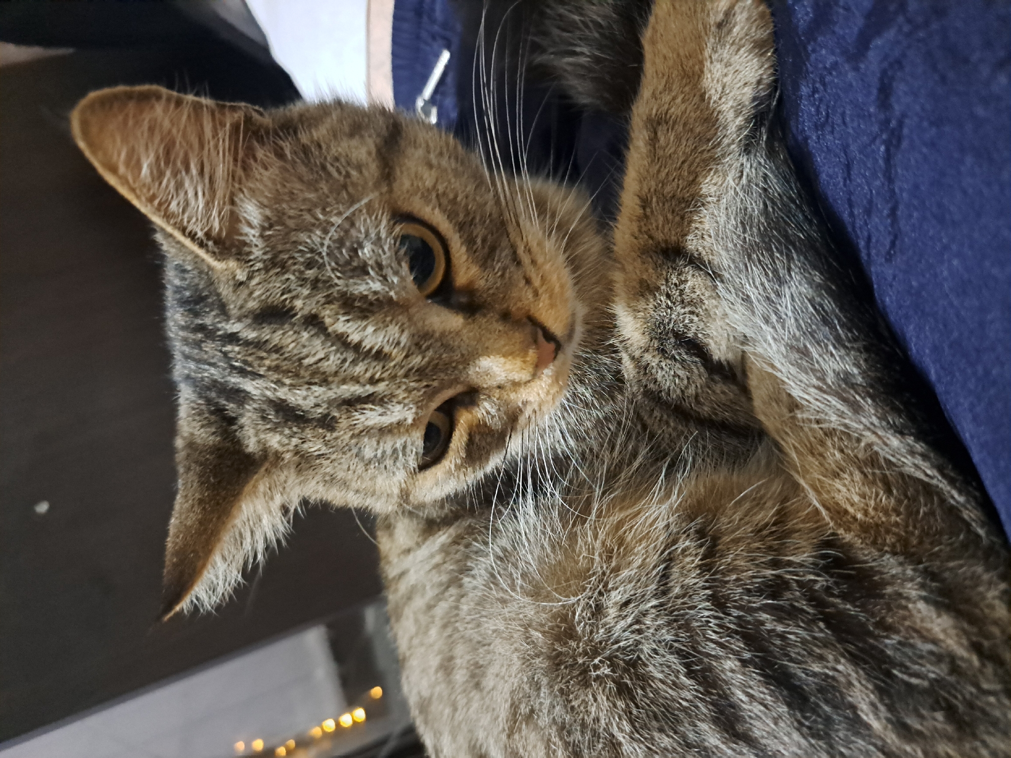 A close-up, slightly overhead shot captures a tabby cat with brown and grey markings resting on a dark blue fabric surface. The cat's head is turned downwards and to the right, with its eyes partially closed and its gaze directed towards its paws. Its fur appears soft and fluffy, with lighter grey hairs around its neck and chest. The cat's front paws are crossed over each other. In the blurred background, string lights with a warm glow are visible on the left, and a person's arm, wearing dark clothing, is partially seen on the right, with a silver zipper pull tab visible. The overall lighting is dim, suggesting an indoor setting, possibly a home environment in Vypasne, Ukraine.