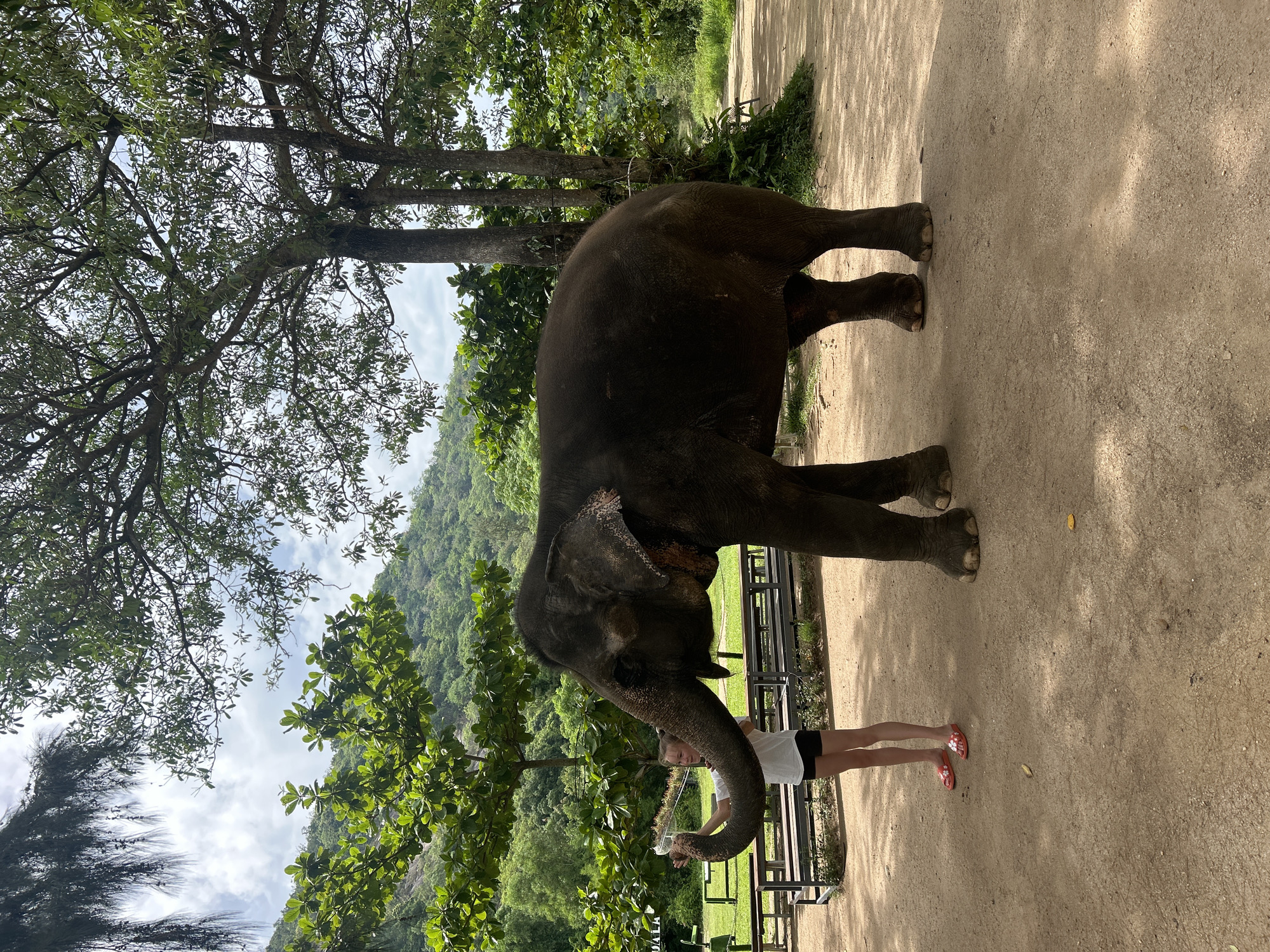 A young Caucasian girl with blonde hair, wearing a white t-shirt and black shorts, stands on a dirt path and offers a clear plastic cup to an adult elephant. The elephant, a dark grey Asian elephant with large ears, is facing left and extending its trunk towards the cup. The scene is outdoors, with lush green trees and a hilly landscape in the background. The ground is covered in dirt and small pebbles. In the background, there are benches and a sign with text that is partially visible. The sky is partly cloudy. The location is identified as Hoa Thang, Vietnam.