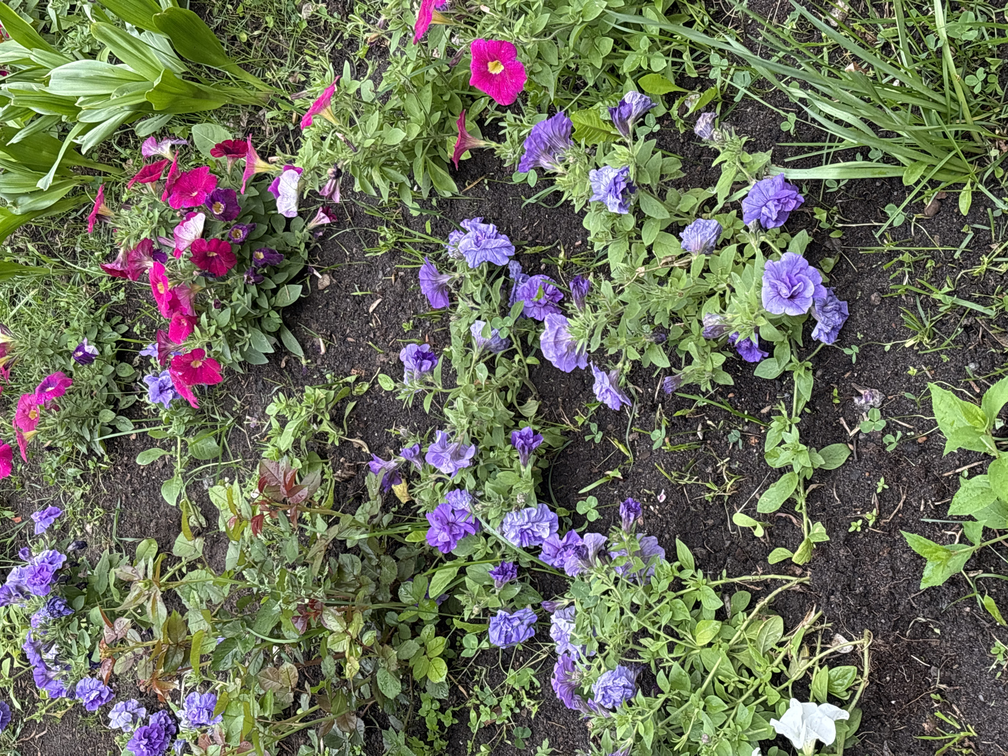 The image shows a flower bed in Rusanovo, Russia, filled with petunias of varying colors, including pink, purple, and white. The flowers are planted in dark soil, and there is some grass and other greenery interspersed among them. The scene appears to be a ground-level view of a garden or landscaped area.