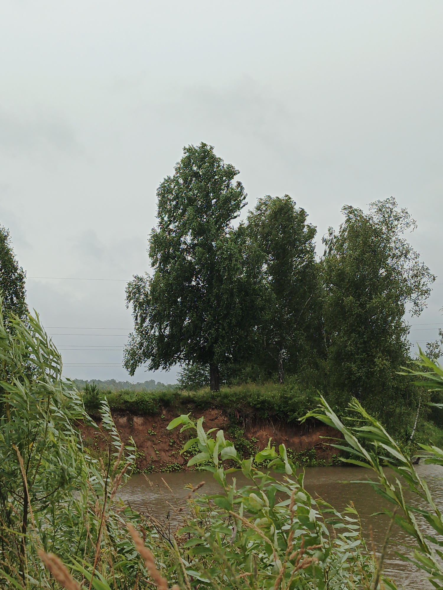 This media file depicts a serene natural scene by a river in Urtiushka, Russia, under an overcast sky. The foreground is dominated by lush green foliage, including willow-like branches and tall grasses, suggesting a wild, untamed riverbank. In the mid-ground, a steep, eroded bank of reddish-brown earth rises from the murky brown river, dotted with small green plants at its base.
Behind the bank, a cluster of tall, leafy trees, primarily birches with their distinctive white bark, form a dense, verdant backdrop. The overcast sky, a uniform light gray, indicates either early morning or a heavily clouded day, and contributes to the subdued, tranquil mood of the scene. Four parallel power lines are visible stretching horizontally across the sky between the trees, hinting at human presence or infrastructure in the distance. The overall impression is one of natural beauty, perhaps after a rain, with a sense of peaceful isolation. No people or specific objects are clearly identifiable.