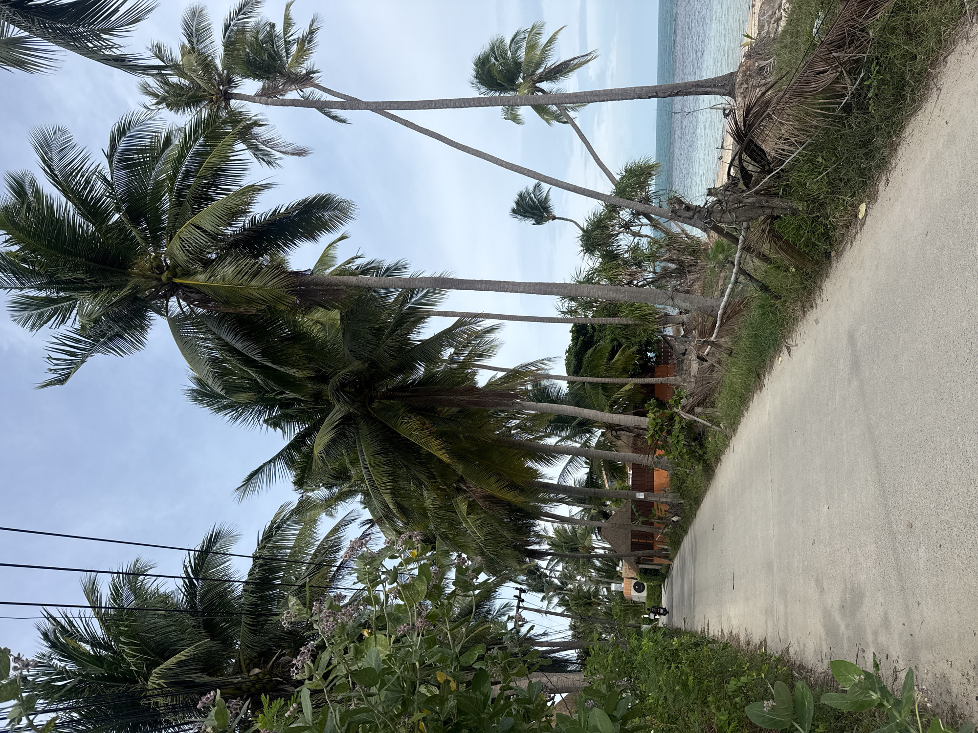 The image captures a scenic view of a paved road in Ko Samui District, Thailand, bordered by lush vegetation and numerous palm trees. The road appears to be a local thoroughfare, as indicated by the presence of a single motorcycle in the distance, heading away from the viewer. On the right side of the road, a few thatched-roof buildings, possibly bungalows or small shops, are visible nestled amongst the palm trees. The foreground is dominated by the road, which is light gray and shows some faint lines. To the left, dense green foliage and more palm trees create a natural barrier. To the right, beyond a rustic wooden fence and more palm fronds, lies a tranquil beach with clear blue water extending to the horizon under a cloudy sky. The overall atmosphere is serene and tropical, characteristic of a coastal town in Thailand.