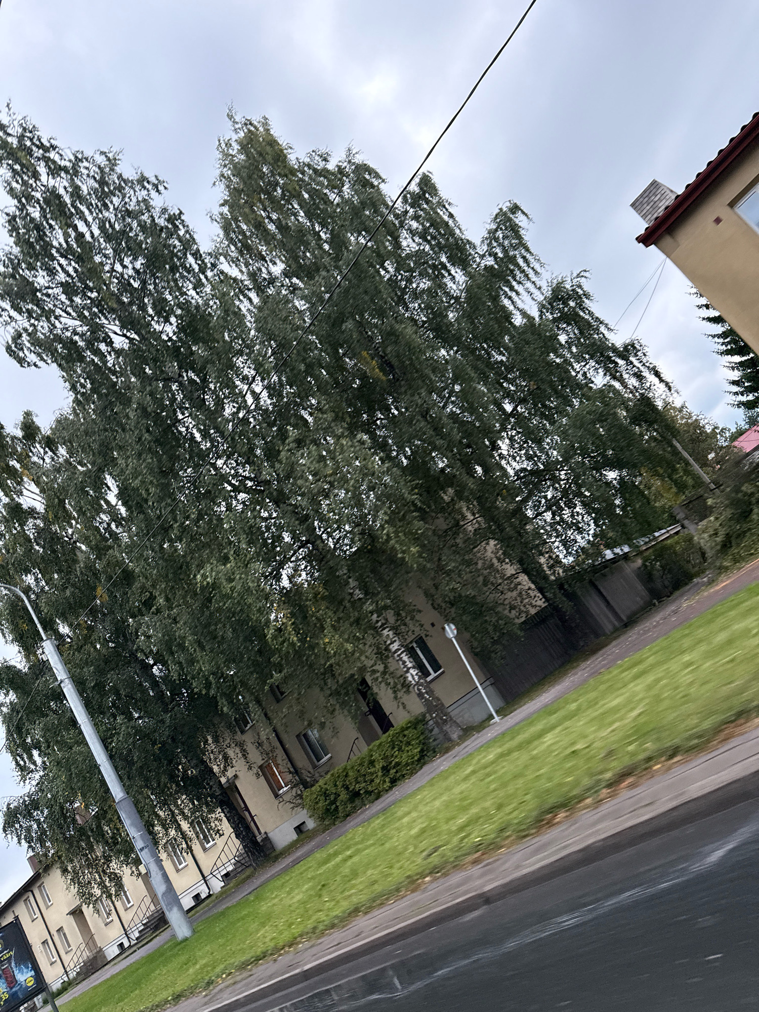 The image captures a diagonal view of an overcast day in Tallinn, Estonia. Dominating the frame are several large, leafy trees with dense green foliage, leaning significantly. Behind the trees, a row of light-colored apartment buildings with red-tiled roofs and visible windows and staircases can be seen. A streetlamp stands prominently on the left side of the image. In the foreground, a wet asphalt road curves diagonally, bordered by a strip of green grass. A wooden fence and some smaller structures are visible behind the grass. The overall impression is of a residential area on a cloudy day, possibly during autumn.