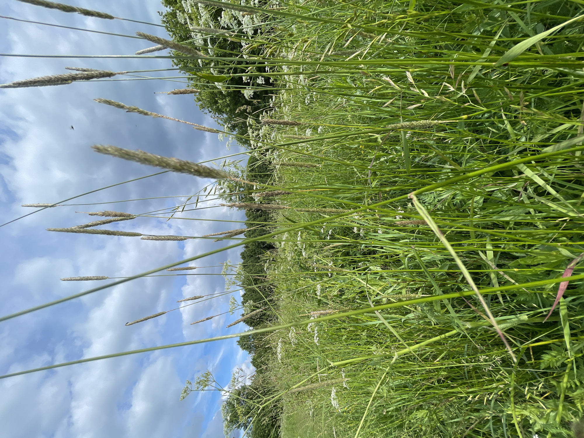 This media file depicts a close-up, low-angle view of tall green grass and wildflowers, predominantly white, swaying in what appears to be a meadow or field. The perspective is from within the grass, looking upwards towards the sky. Several stalks of grass with seed heads are prominently featured, some in focus and others blurred. In the distance, a line of trees forms a dark silhouette against a partly cloudy sky. The sky itself is a mix of blue and white clouds, suggesting daytime. There is no visible text in the image. The setting appears natural and rural, possibly in a field near a wooded area. The overall impression is one of lush, overgrown nature on a clear day.