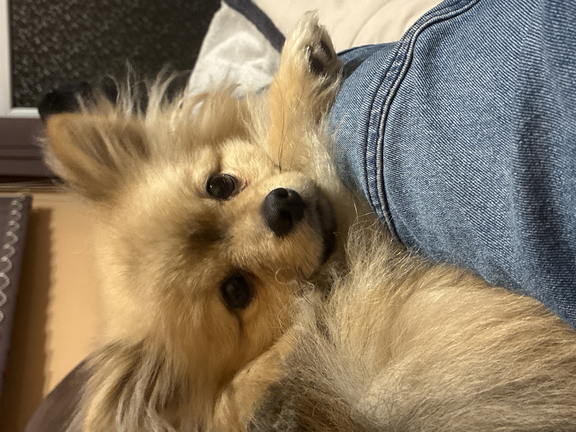 A tan, fluffy dog with dark eyes and a black nose is lying on a person's lap, resting its head on the person's blue denim jeans. The dog is looking at the camera. The background includes a window frame and a tan wall. The location is not specified, therefore I cannot comment if the image was taken in the city of Plovdiv, Bulgaria.