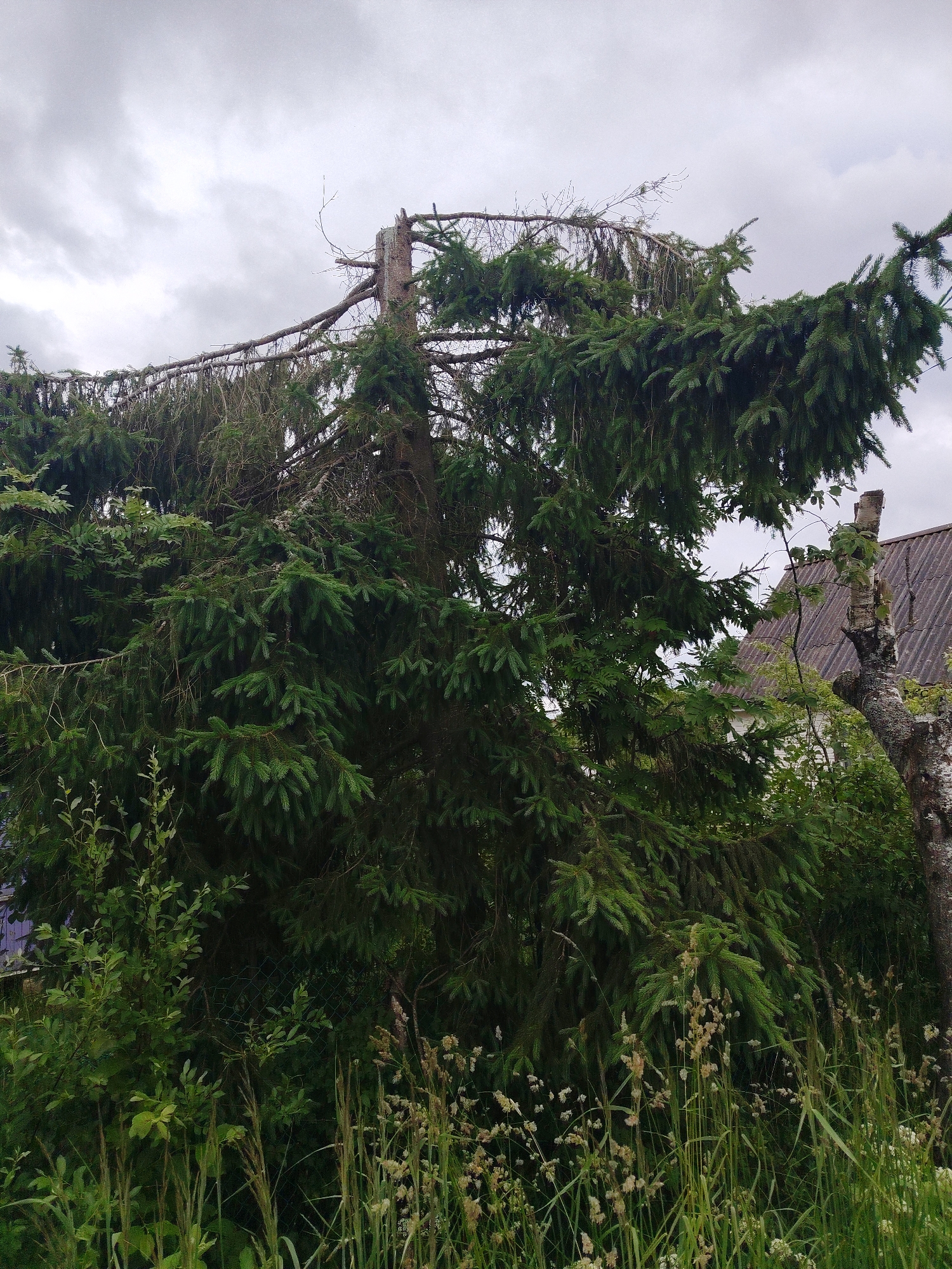 The image shows a large, damaged coniferous tree, likely a spruce, in Mshinskaya, Russia. The top of the tree is broken, with large branches hanging down and some dead branches visible. The tree is surrounded by lush green foliage, including grass and smaller plants, and a chain-link fence. In the background, a portion of a building with a gray, corrugated roof is visible. The sky is overcast with gray clouds. There are no people or animals in the image.