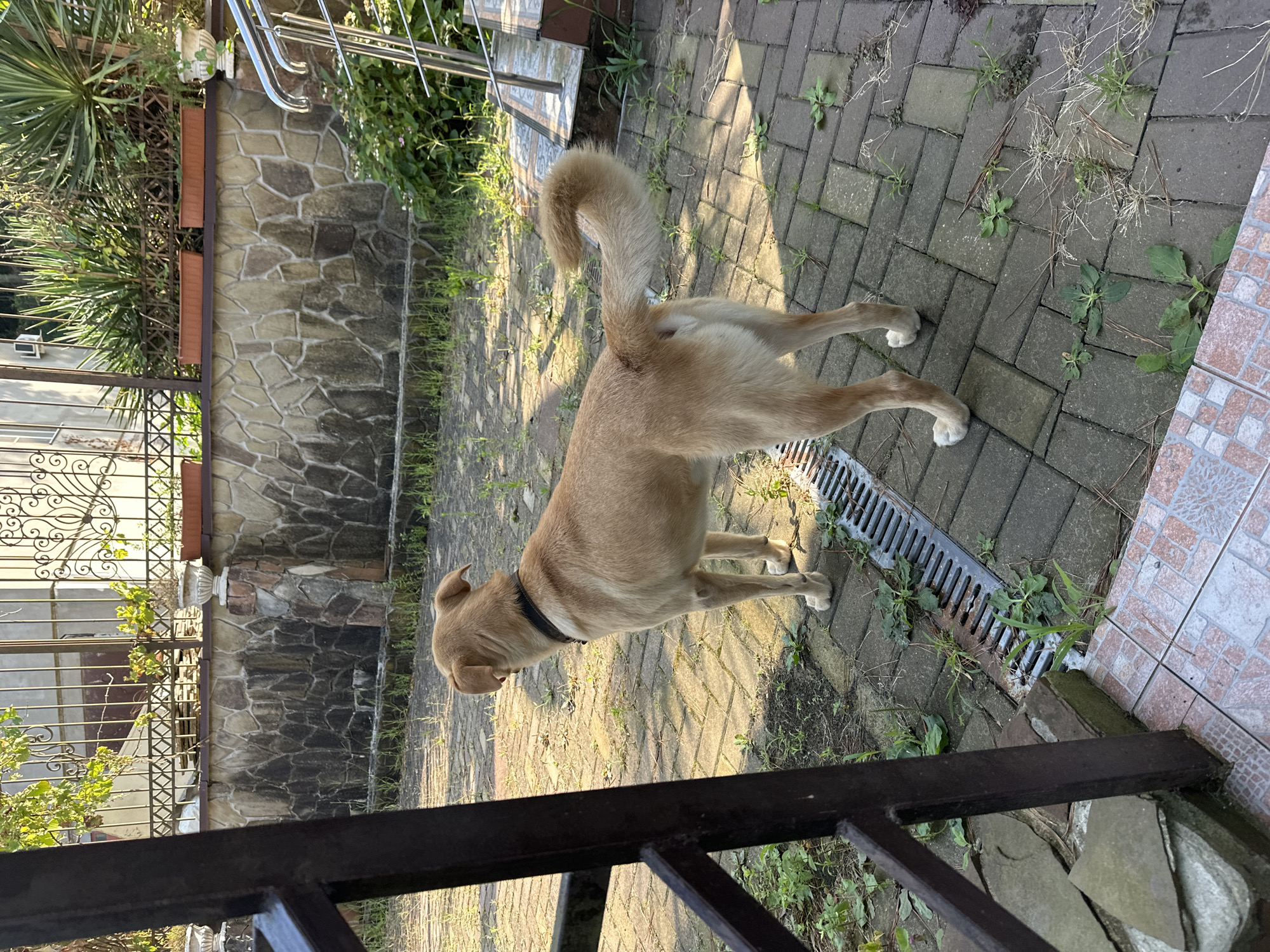 A light brown dog with a black collar stands on a paved patio. The dog is facing to the left and its tail is curled over its back. The patio is made of gray pavers with some grass growing in between them. There is a metal grate in the ground in front of the dog. To the left of the dog is a dark brown metal railing. In the background, there is a stone wall with plants growing on top of it. Beyond the wall, there is a wrought iron fence and a building. The scene appears to be outdoors in a residential area. This image was taken in Sochi, Russia.