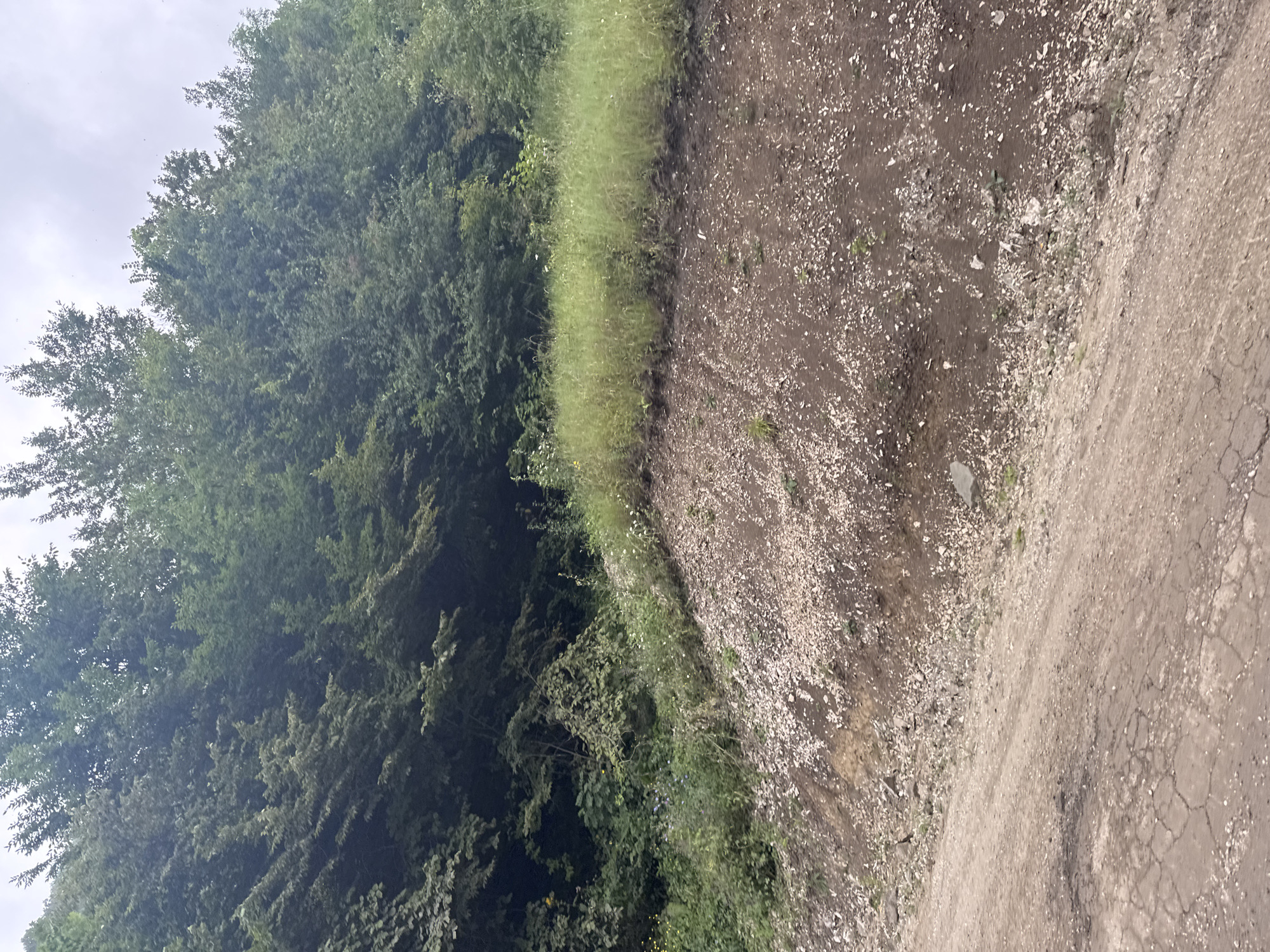 The image depicts a dirt road leading into a densely wooded area. The road surface is uneven and cracked in the foreground, with a significant amount of loose gravel and soil on its edge. A steep embankment rises from the road, covered with more gravel and patches of dry soil, transitioning into a vibrant green grassy area dotted with small white wildflowers. Behind the grass, a thick forest of tall, leafy green trees dominates the scene, with their branches creating a dense canopy. The sky above is overcast and appears cloudy. The location is identified as being in the city of Tumsoi, Russia. There are no people or animals visible in the image, and no actions or interactions are taking place.