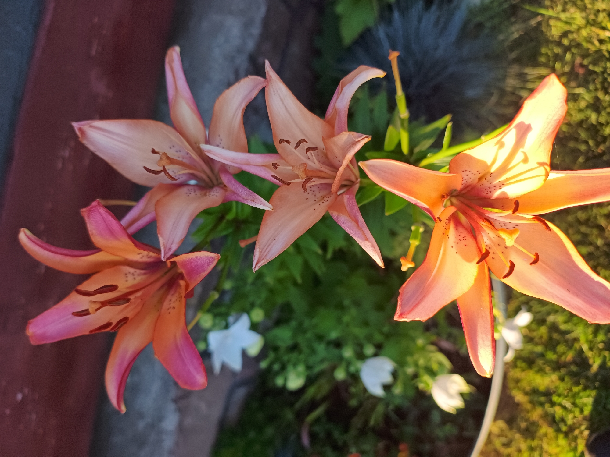 An overhead, close-up shot captures three vibrant, salmon-pink lilies in bloom. The lilies are positioned in the foreground, with their petals unfurled and their stamens clearly visible. The flowers are surrounded by lush green foliage and smaller white flowers, suggesting a garden setting. The lighting indicates it is either early morning or late afternoon, with the sun casting a warm glow on the scene. The image appears to be taken in a natural outdoor environment.