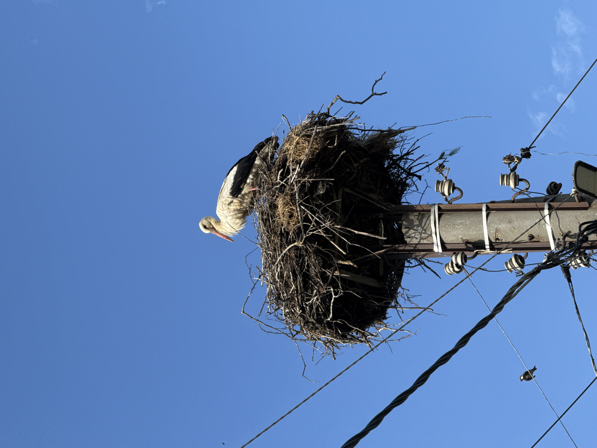 A white stork is perched in a large, circular nest constructed from branches and twigs atop a concrete utility pole against a clear, deep blue sky in Hadzhidimitrovo, Bulgaria. The stork, facing slightly left, exhibits white plumage with visible black flight feathers and an orange-red beak. The substantial nest rests on a metal platform affixed to the top of the pole, with some loose material hanging from its edges. Below the nest, the grey utility pole is fitted with several white ceramic insulators mounted on rusty metal brackets. Multiple black electrical wires, some twisted, traverse the frame. A dark-colored street light fixture is partially visible at the base of the pole. In the lower-left quadrant, a small, dark bird with a light chest patch is perched on one of the lower wires, facing right. Another smaller, darker bird is less distinctly visible on a higher wire to the right. Several tiny dark specks, consistent with small flying insects, are discernible in the upper-left area of the sky. The sky is largely cloudless, with only faint, wispy clouds visible near the right edge of the frame.
