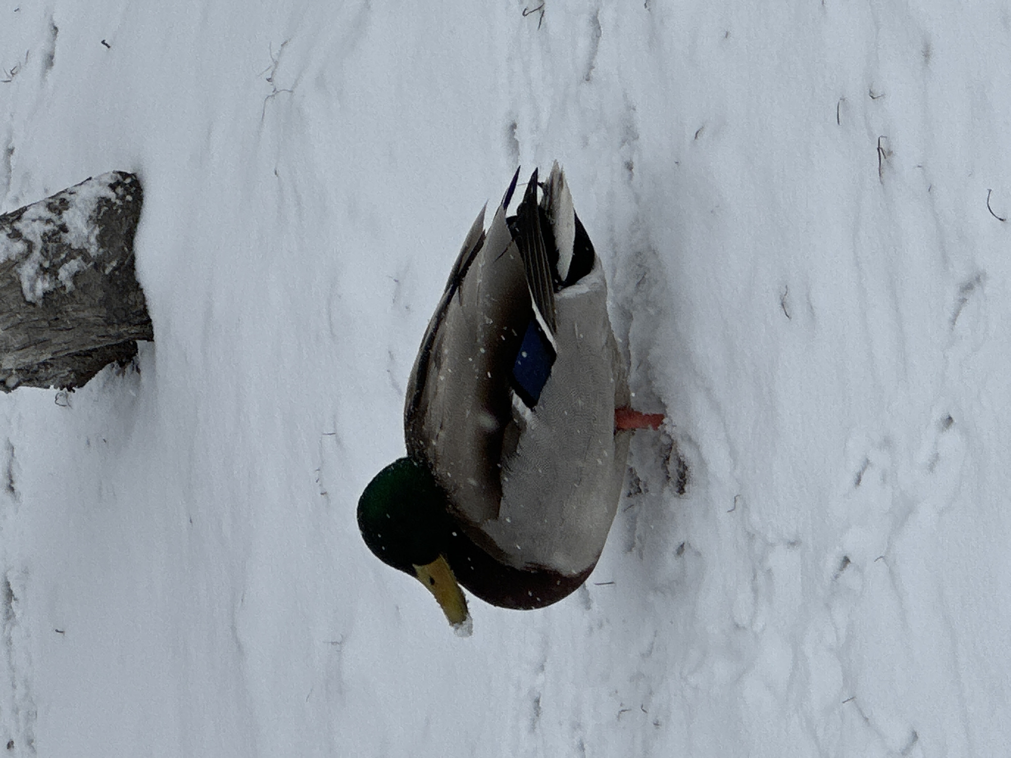 A male mallard duck is upside down with its head in the snow. The bird has a green head, yellow beak, brown breast, grey body and a blue speculum on its wing. The duck is standing in the snow. There is a snow-covered object on the left side of the image. The city of Krasnoyarsk, Russia is not apparent.