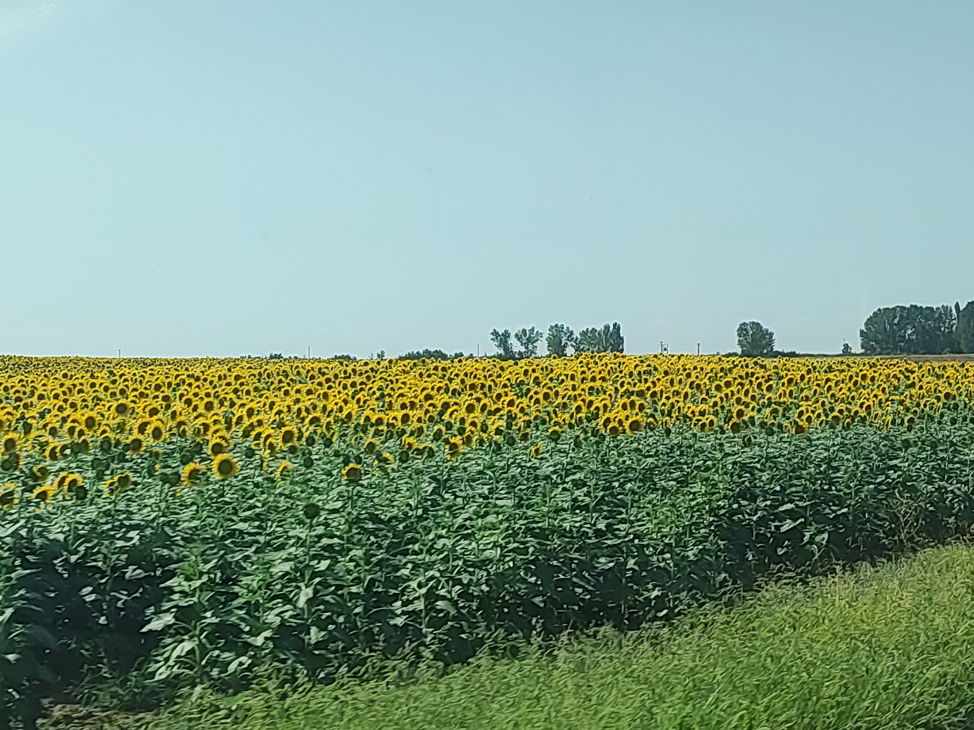 A vast field of sunflowers stretches across the landscape under a clear, pale blue sky. The sunflowers, with their bright yellow petals and dark centers, dominate the upper portion of the field, their heads tilted upwards. Below them, a dense expanse of green sunflower stalks and leaves forms a stark contrast to the vibrant yellow. In the distance, a line of trees, mostly deciduous, marks the horizon, with a few scattered structures and utility poles visible. The foreground features a strip of tall, green grass. The scene depicts a rural agricultural setting, likely in the municipality of Abarca de Campos, Spain, given the context. There are no people or animals present in the image. The overall impression is one of natural beauty and agricultural productivity.