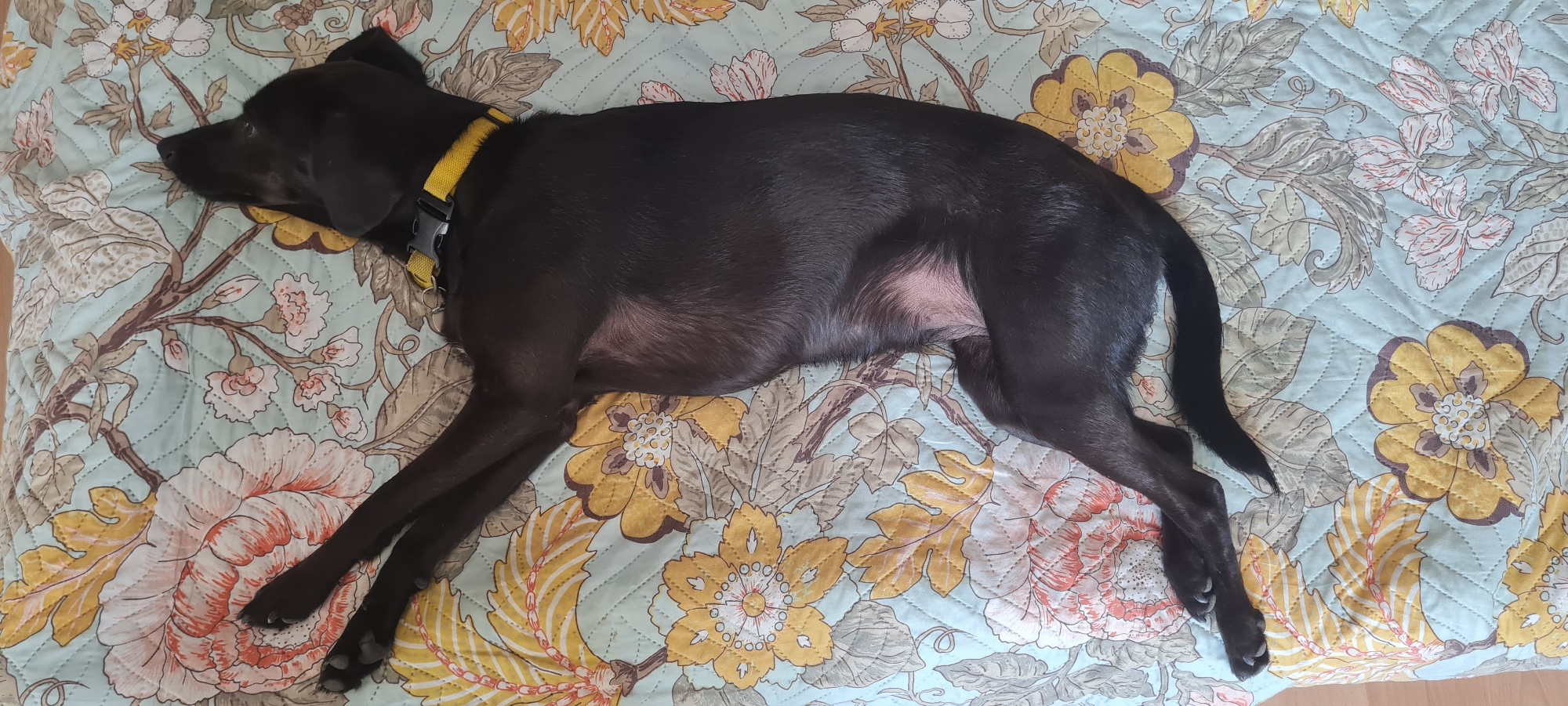 A black dog with a yellow collar is sleeping on a floral-patterned quilted blanket. The dog is lying on its side, with its front legs stretched out and its hind legs curled up. The blanket has a light blue background with various flowers and leaves in shades of yellow, orange, pink, and green. The dog's body is mostly in the center of the frame, with its head at the top right and its paws at the bottom left. The scene appears to be indoors, on a bed or sofa. There are no other subjects or objects clearly visible in the image. The image quality is moderate, with good lighting and detail. The location in Feodosia, Ukraine, is not discernible from the image itself.