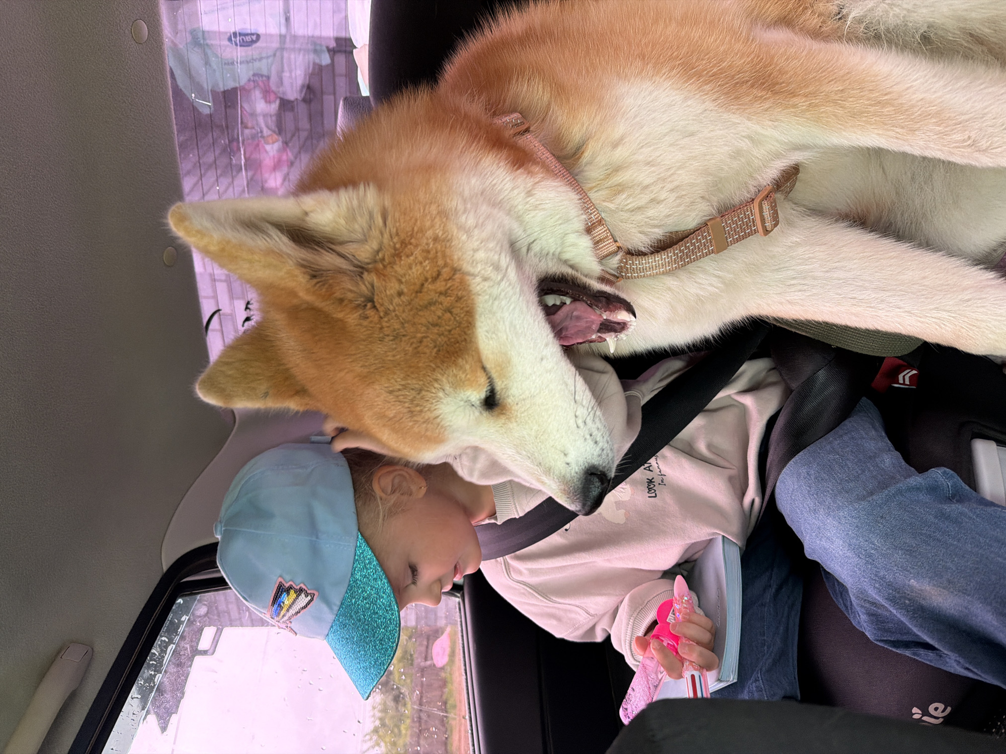 In this candid, close-up shot, a large Akita dog is affectionately nuzzling a young child in the backseat of a car. The dog, with its mouth slightly open and tongue visible, appears to be a large, fluffy breed with golden-brown and white fur. It wears a light-colored, textured collar. The child, wearing a blue baseball cap with a sparkly brim and a butterfly emblem, is looking down and sideways, with their eyes closed. They are dressed in a light-colored hoodie and denim jeans, with their seatbelt fastened. The child is holding a pink object in their right hand, which appears to be a pen or a similar stationery item.
The setting is the interior of a car, with a glimpse of a window showing a blurred, overcast exterior, possibly indicating a cloudy day or a rainy sky. The inside of the car is dimly lit. Some items are visible in the background, including what looks like a child's car seat and possibly some bags or other car accessories. The overall mood is one of comfort and affection between the child and the dog. No visible text is present on the clothing or objects. The photo was taken in Chaikovsky, Russia.
