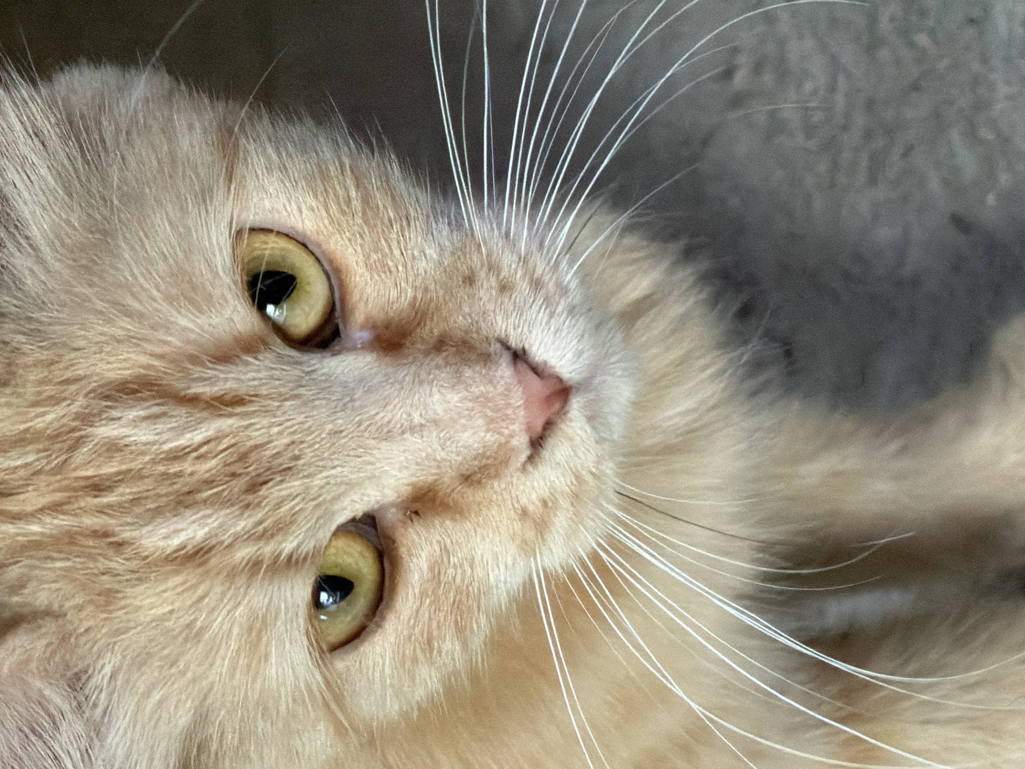 A close-up, overhead shot focuses on the face of a ginger cat. The cat's eyes, a vibrant yellow with black pupils, are looking directly at the camera. Its pink nose is slightly tilted, and long white whiskers fan out from its muzzle. The cat's fur is a warm, light orange with subtle tabby markings on its forehead. The background is a textured, neutral grey surface, likely concrete or stone. There are no people, actions, or interactions depicted. This image was taken in Tashkent, Uzbekistan.