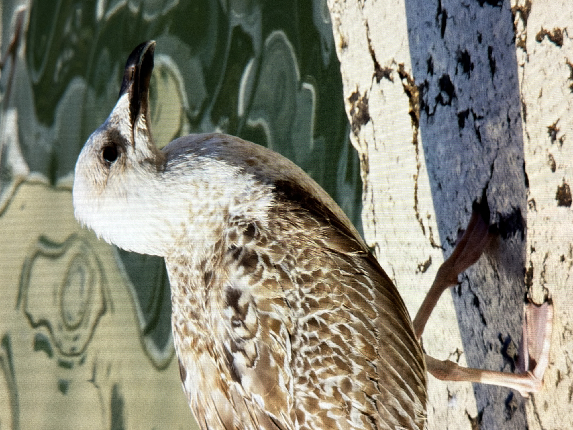 A close-up, eye-level shot captures a juvenile seagull standing on a cracked, light-colored concrete surface. The seagull is positioned in the center-right of the frame, facing towards the left with its head slightly turned to the right, revealing its dark eye and sharp, dark-tipped beak. Its plumage is a mottled brown and white, with intricate feather patterns visible on its body and wings. The bird's pale legs and webbed feet are splayed out on the textured ground, with one leg slightly forward. In the background, out of focus, is murky green water, with ripples creating a shimmering pattern on its surface. The lighting suggests a bright, sunny day, casting subtle shadows on the concrete. The scene does not contain any recognizable landmarks or elements to indicate its specific location within the city of Kyiv, Ukraine.