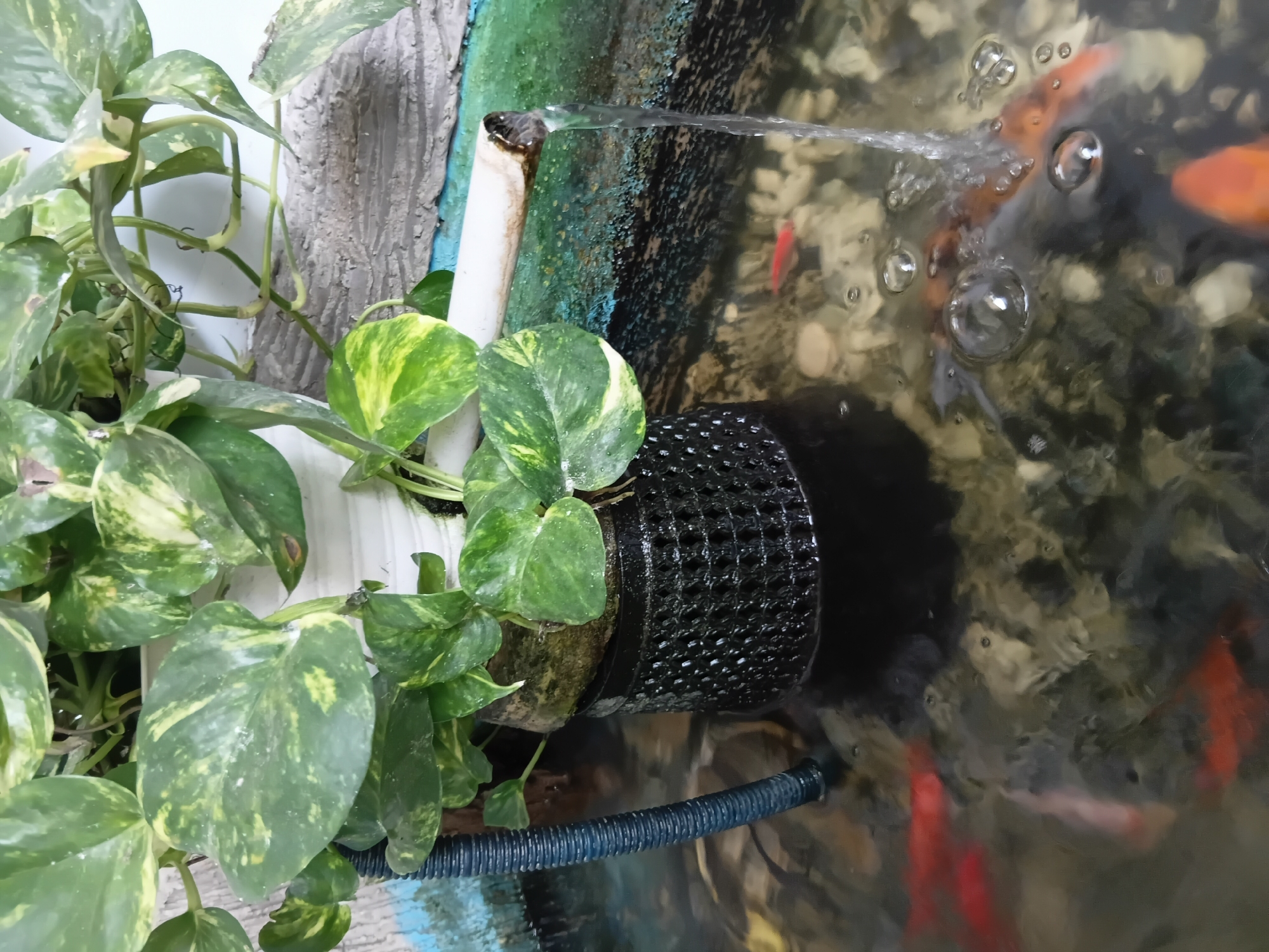 The image shows a small ornamental pond containing several small, bright orange goldfish. A black, cylindrical filter is submerged in the water, with a black ribbed tube entering it from the left. A white PVC pipe is positioned above the water, with a stream of water flowing from it into the pond. A potted plant with large, variegated green and yellow leaves sits on top of the filter. The pond's edge appears to be constructed with a textured, grayish material resembling rock, and a band of blue and green can be seen along the upper edge. The water is somewhat murky, with visible pebbles and substrate on the pond floor. There are some bubbles on the surface of the water where the water enters from the pipe. This scene is likely located in Tanggul Wetan, Indonesia, as indicated by the provided context.