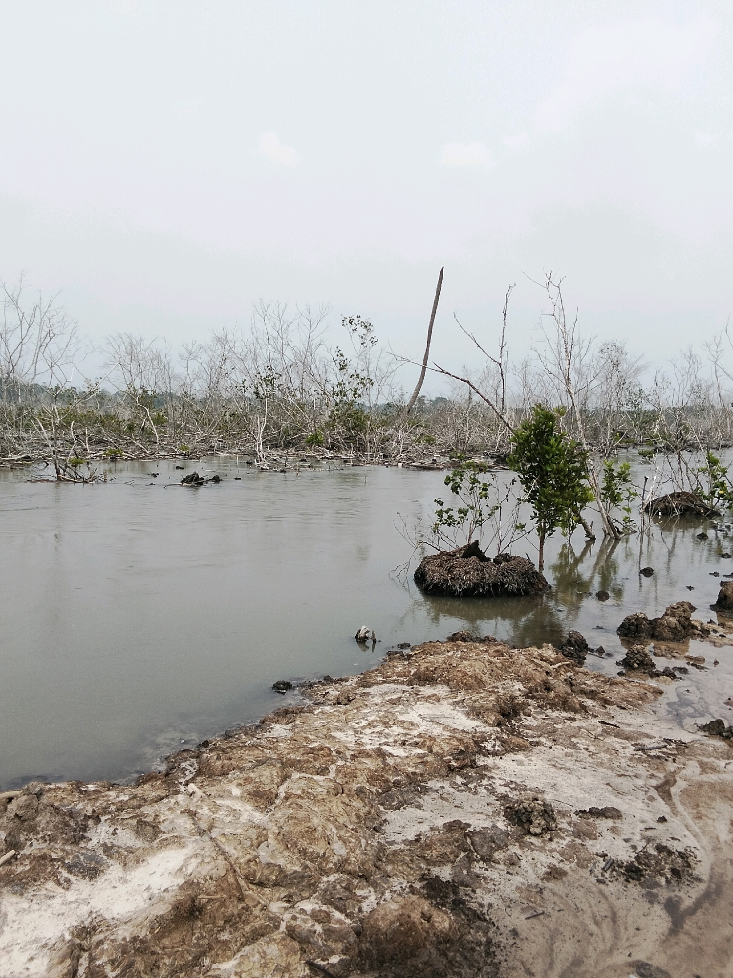 The image shows a murky body of water with a low-lying, muddy shoreline in Teluk Pambang, Indonesia. The environment is characterized by a dense, somewhat desolate landscape of bare, dry trees and sparse green vegetation. The water's surface is calm, reflecting the overcast sky. The foreground consists of rough, uneven terrain with a mix of light-colored sediment and darker soil, interspersed with debris. There are no people visible in the scene.