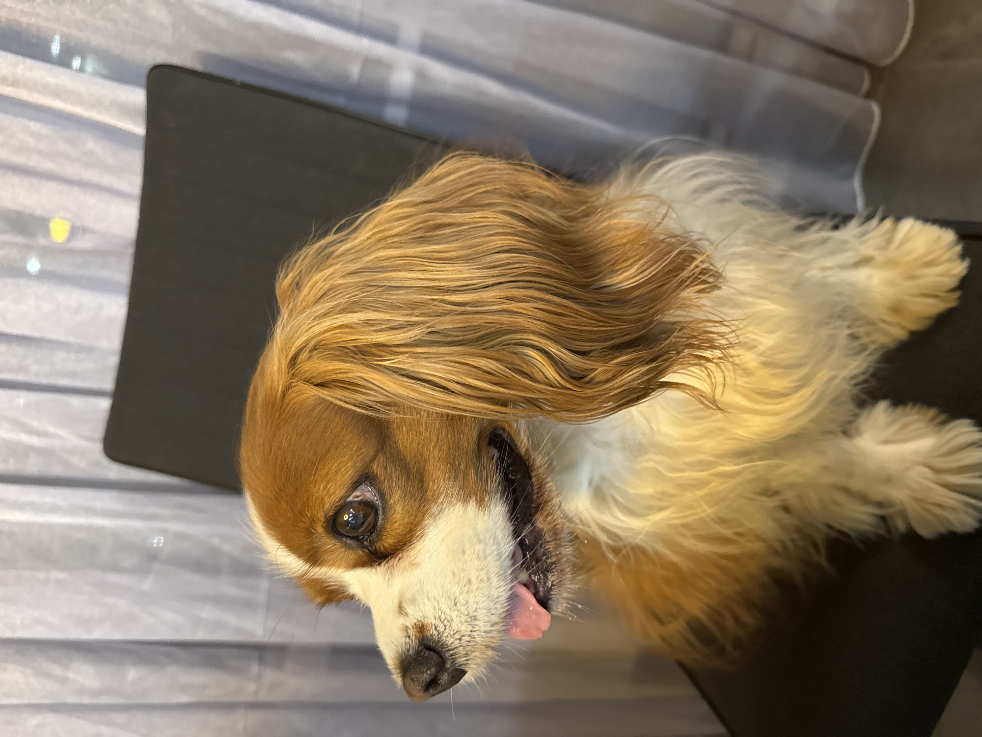 A Cavalier King Charles Spaniel dog is sitting on a dark chair, with its head turned to the left. The dog has brown and white fur, with long, wavy brown hair on its head and ears. Its tongue is slightly sticking out, and its eyes are dark brown. In the background, there are sheer, gray curtains. The lighting suggests an indoor setting. There is no identifiable location in Sofia, Bulgaria in this image.