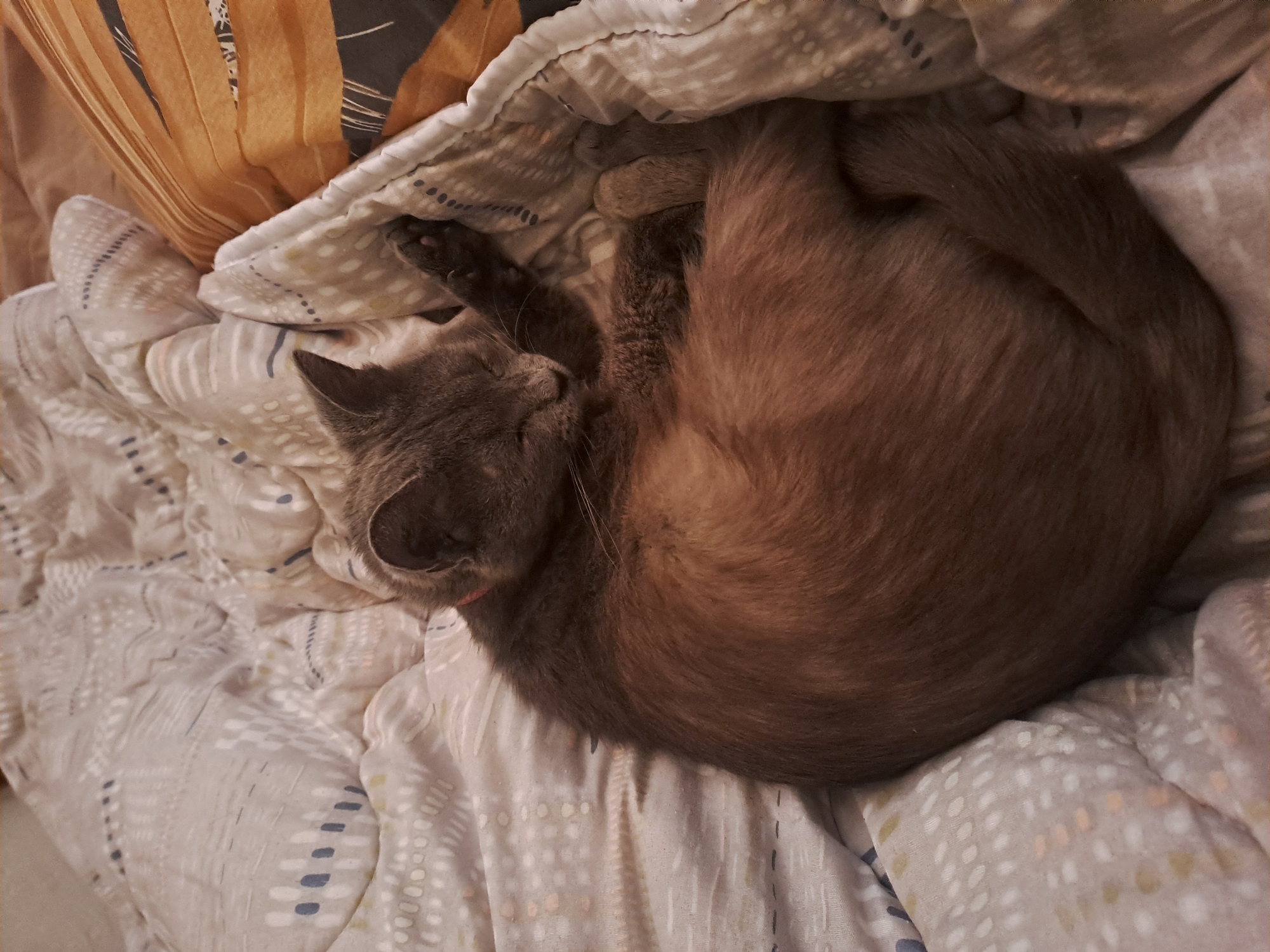 A gray cat with a pink collar is curled up on a white and gray patterned blanket on a bed. A brown pillow is visible in the upper left corner of the image. The location is not discernible from the image.