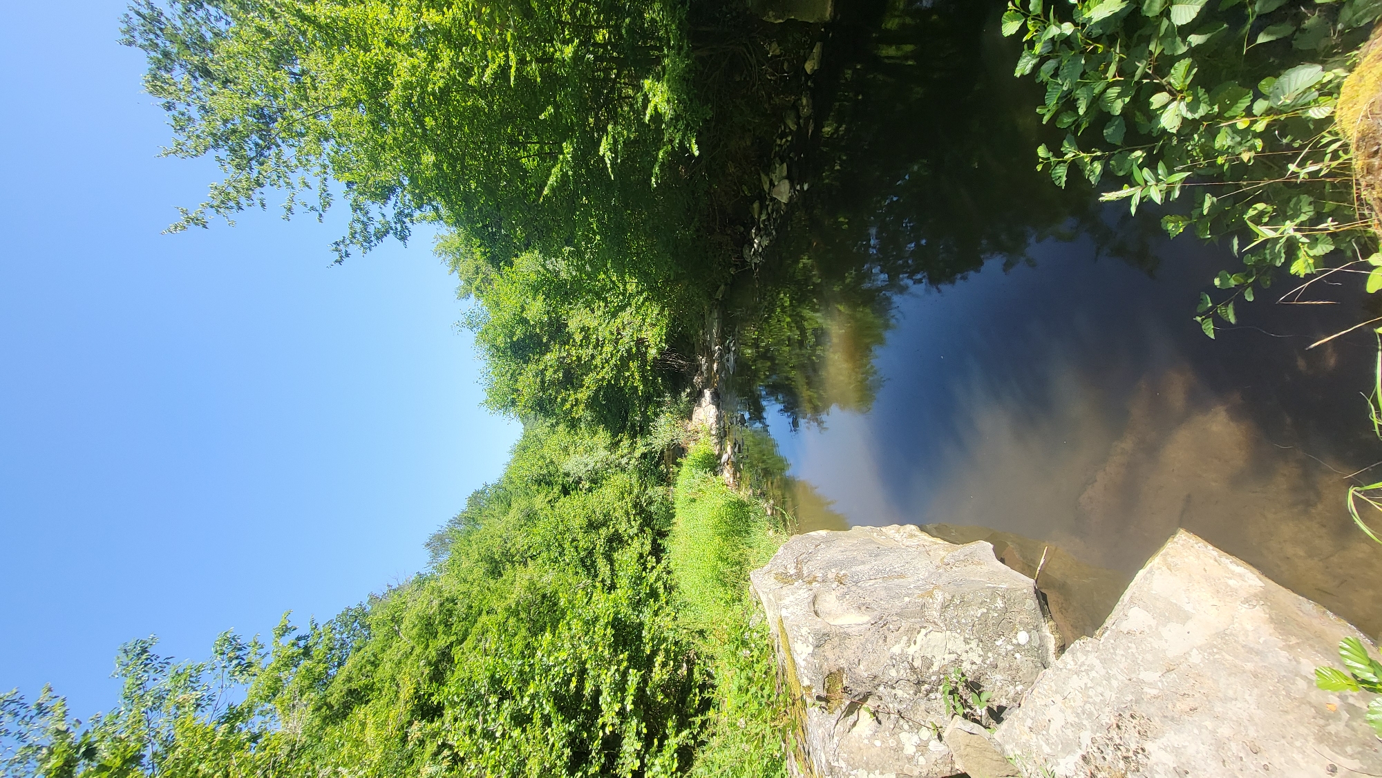 The image depicts a tranquil natural scene, likely a river or stream flowing through a densely forested area. The water is dark and reflective, mirroring the lush green foliage of the trees that line its banks. Large, light-colored rocks are visible in the foreground, partially submerged in the water, suggesting a rocky riverbed. The sky above is a clear, vibrant blue. The overall impression is one of a secluded, untouched natural environment. The reference to Rechitsa, Bulgaria, suggests this is a geographical location where such a scene could be found.