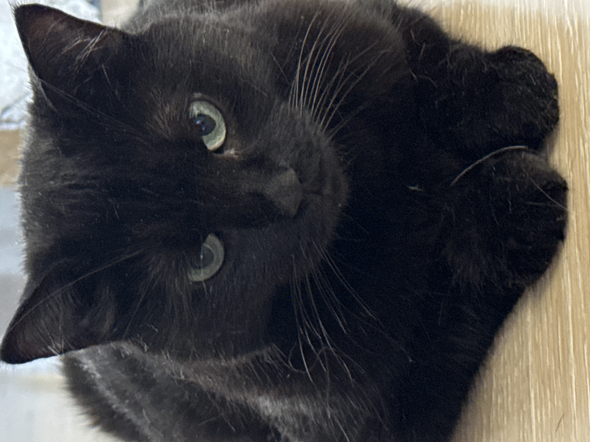 A close-up, high-angle shot shows a black cat with green eyes resting on a wooden surface. The cat's fur is dark and appears soft. Its gaze is directed forward, and its ears are perked. The wooden surface beneath the cat has a light brown color and a visible grain pattern. There are no identifiable landmarks or contextual elements in the image that would indicate a specific location within Bishkek City, Kyrgyzstan.
