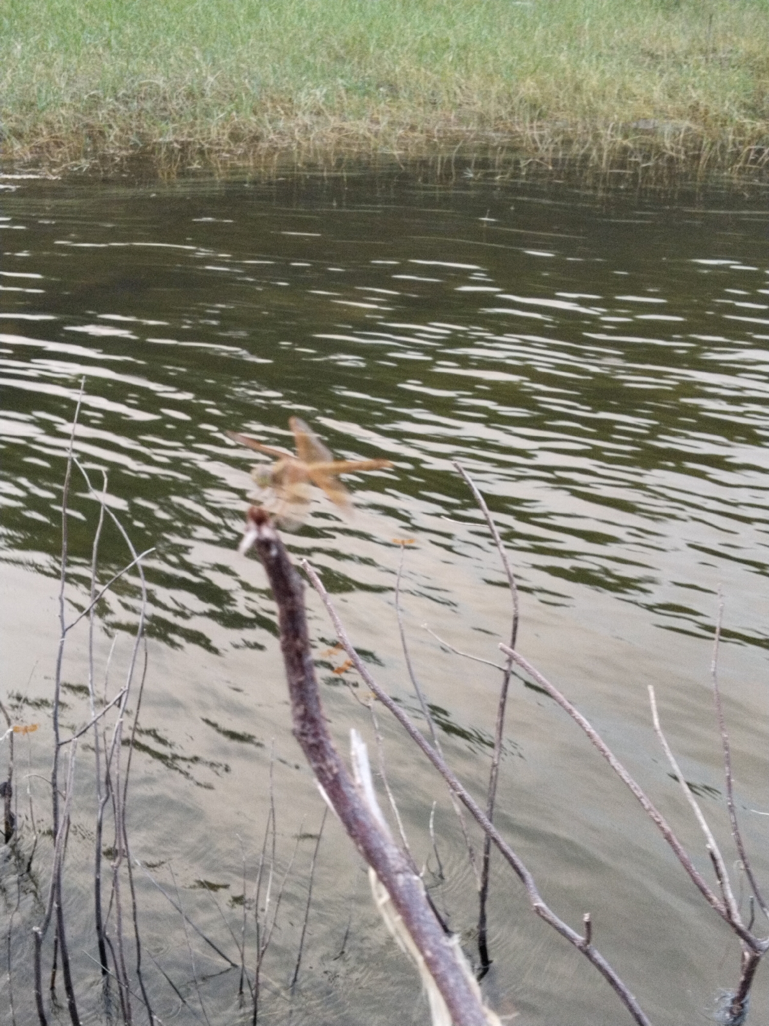 A dragonfly is perched atop a branch protruding from a body of water. The water's surface reflects light in horizontal streaks. Grass grows densely along the water's edge in the background. The scene is likely outdoors near Ganten, Indonesia, given the environment depicted.