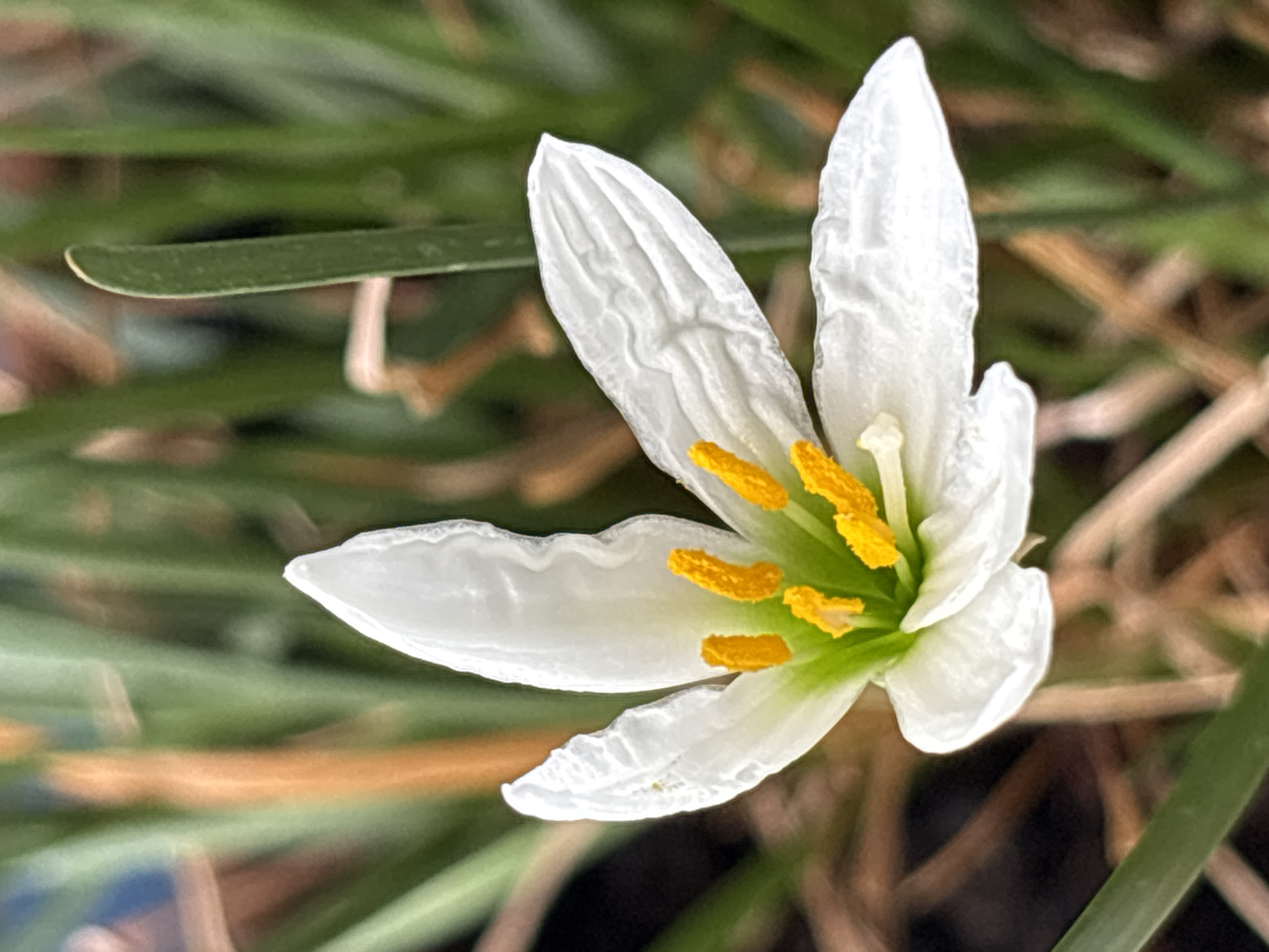 A close-up, eye-level shot captures a white rain lily in full bloom, set against a backdrop of blurred green and brown vegetation. The flower's delicate white petals, tinged with green at the base, unfurl to reveal bright yellow stamens tipped with pollen. The petals have a slightly crinkled texture, with visible veins. The background consists of out-of-focus blades of grass and dry plant matter, suggesting an outdoor setting. No people or specific landmarks indicating Khimki, Russia, are visible. The lighting is natural, highlighting the flower's details.