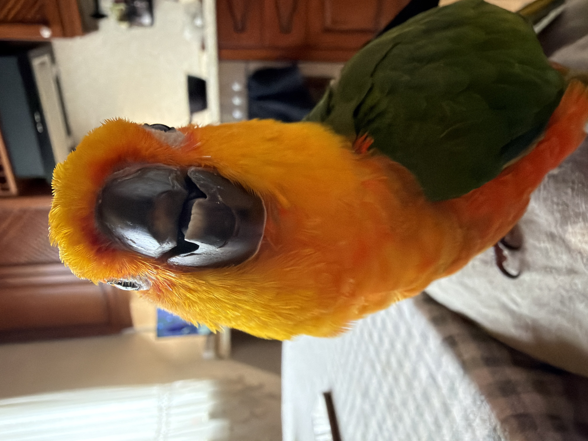 A close-up, tilted, high-angle shot shows a sun conure. The bird's head, neck, and part of its body are visible. Its head is primarily yellow-orange, with a dark gray beak. The bird's plumage transitions to green on its back and wings, with some orange feathers along the edges. The background is blurred and shows parts of a room with light-colored walls, wooden cabinets, and a countertop. A window with blinds is also visible. There is no indication of Khimki, Russia.