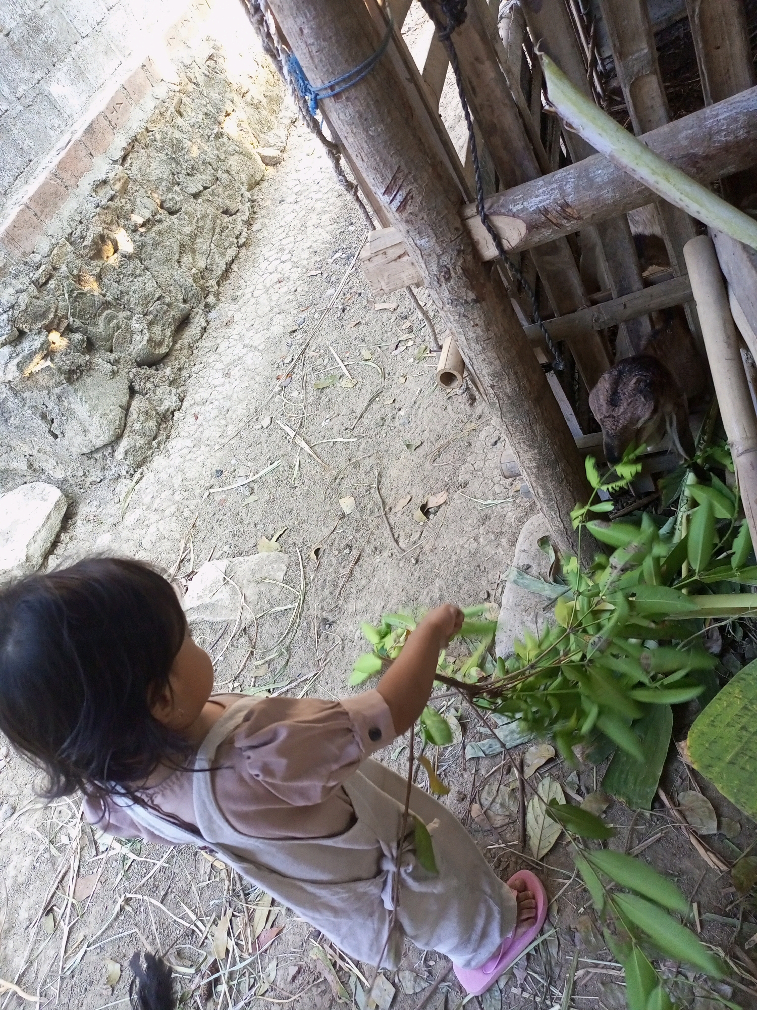 In Nanggulan, Indonesia, a young child, viewed from a high angle, stands on sandy ground near a rough wooden enclosure. The child wears a light-colored dress and a matching apron, with pink flip-flops on their feet. They are holding a bunch of green leaves, extending them towards the enclosure. Inside the enclosure, a young goat with dark fur is visible, appearing to be eating the leaves. The surrounding environment consists of dirt, scattered dry leaves, and some rocks. A section of a stone wall is also visible on the left side of the frame. The scene suggests an interaction between the child and the goat in a rural or semi-rural setting.