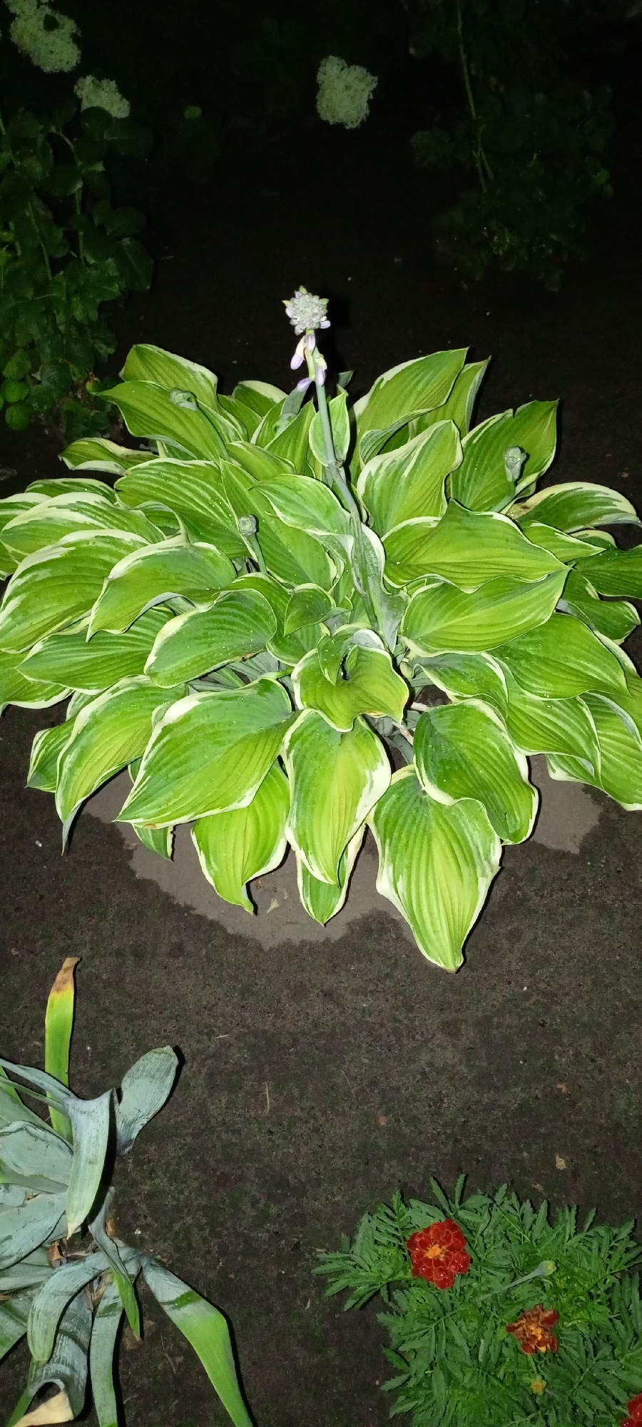 A hosta plant with variegated green and white leaves is centrally located in the frame. The plant has a developing flower stalk with small, light purple buds at the top. The ground around the hosta is dark soil, appearing damp in some areas. To the bottom left of the hosta, part of another plant with grey-green, strap-like leaves is visible. To the bottom right, a cluster of marigolds with orange and red blooms is present. The background is dark and out of focus, with hints of green foliage and white flowers. This scene appears to be in a garden or park. The image was taken in Kirsanov, Russia.