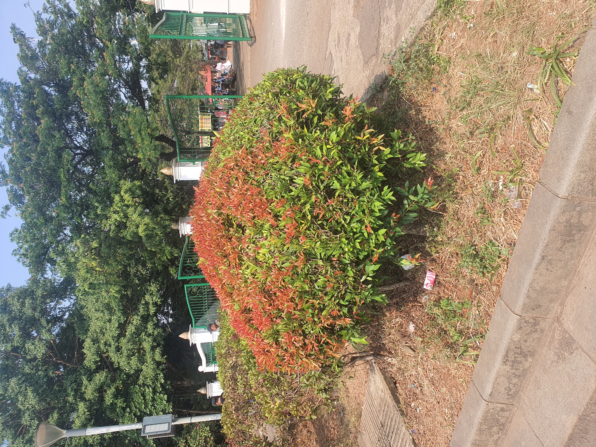 The image shows a street scene in Central Jakarta, Indonesia, with a prominent, well-maintained ornamental bush featuring vibrant red and green foliage in the foreground. The bush is situated on a patch of dry earth dotted with sparse green vegetation and some litter, including plastic wrappers and a small pink and white box. A concrete curb separates the bush's planter from a paved walkway or road. In the background, a green metal gate, part of a fence with white posts topped with gold finials, leads into an area with trees and activity. People are visible beyond the gate, some appearing to be walking or gathered, and there are signs and stalls, suggesting a public space or market. A tall lamppost stands to the left of the frame, and a large tree with dense green leaves dominates the upper portion of the image. The sky is clear and blue.