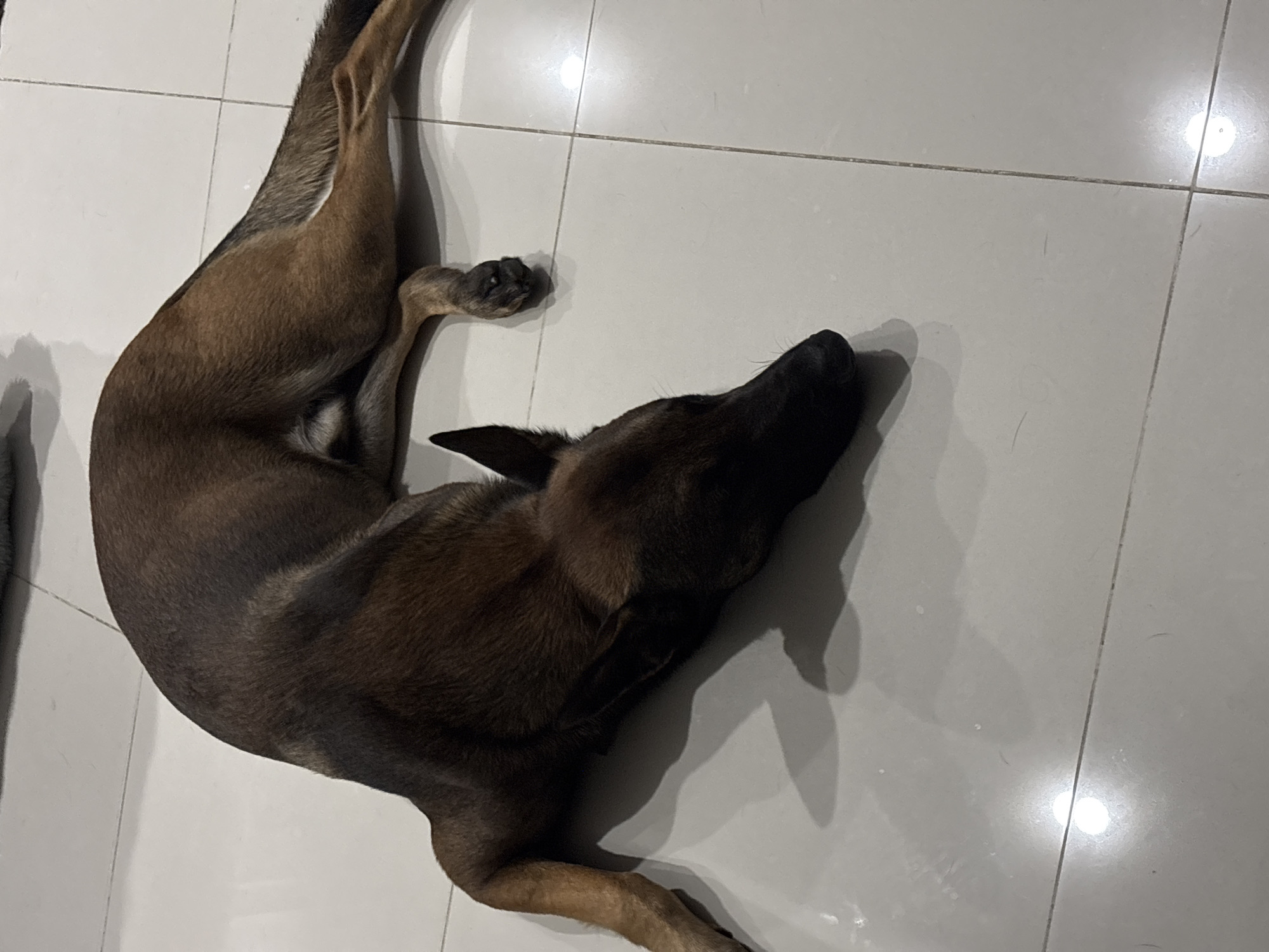 A brown Belgian Malinois dog is lying on its side on a tiled floor. The dog's body is curved, with its head resting on the floor. Its legs are splayed out. The floor is made of light-colored square tiles with grout lines between them. There are shadows on the floor from the dog and an unseen light source. The background is blurry and appears to be a wall or furniture. The image does not provide any information about its location in the city of มาบฟักทอง, Thailand, or any other specific location.