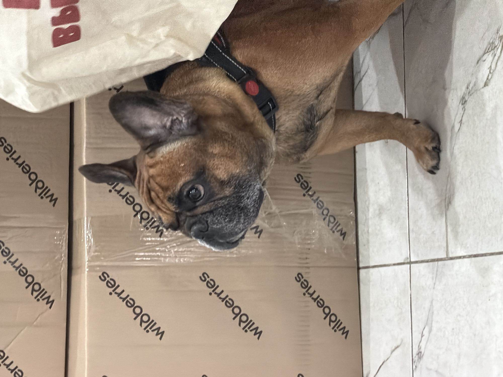 A fawn French bulldog is lying on cardboard boxes with the word "Wildberries" printed on them. The dog has a black harness with a red button. Part of a white shopping bag with red lettering is draped over the dog. The setting appears to be indoors, on a tiled floor. The presence of Wildberries boxes suggests a possible location in Russia, where Wildberries is a popular online retailer. Specific location within Saint Petersburg cannot be determined from the image.