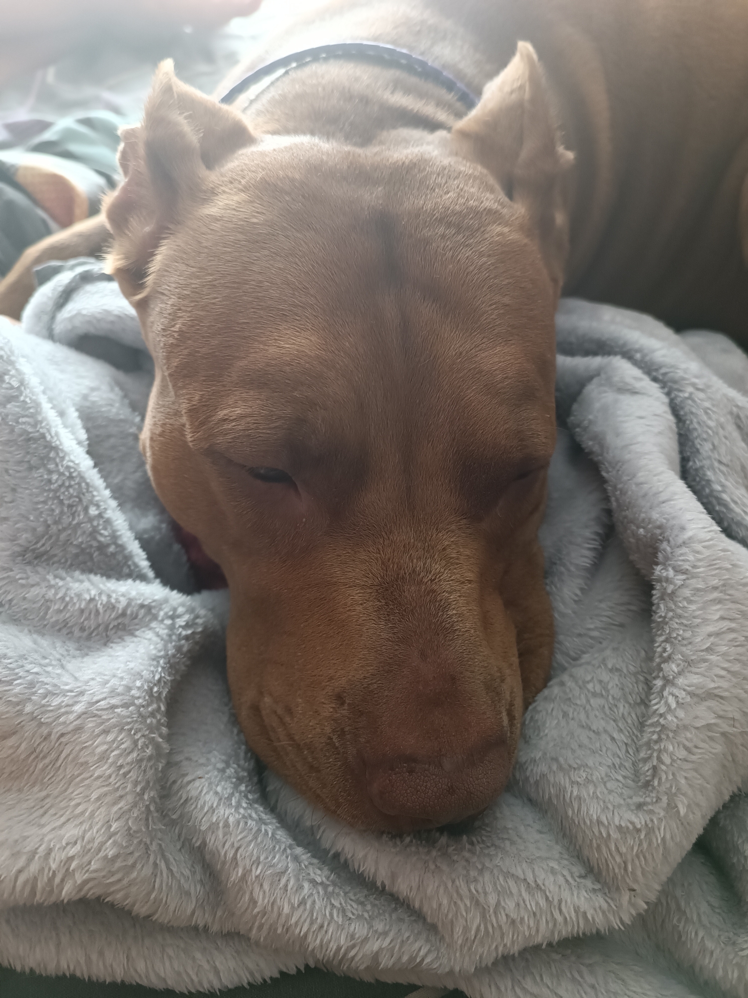 A close-up, eye-level shot shows a brown dog sleeping comfortably on a light blue, fuzzy blanket. The dog's head is angled downwards, with its eyes closed and its snout nestled into the soft fabric. The dog appears to be wearing a dark blue collar. The background is blurred, with hints of other blankets and possibly a person's leg. The image is brightly lit, with some areas of overexposure, particularly in the upper left corner. The scene is domestic and peaceful, suggesting a moment of rest. There are no visible indications of the city of Zaporizhzhia, Ukraine.