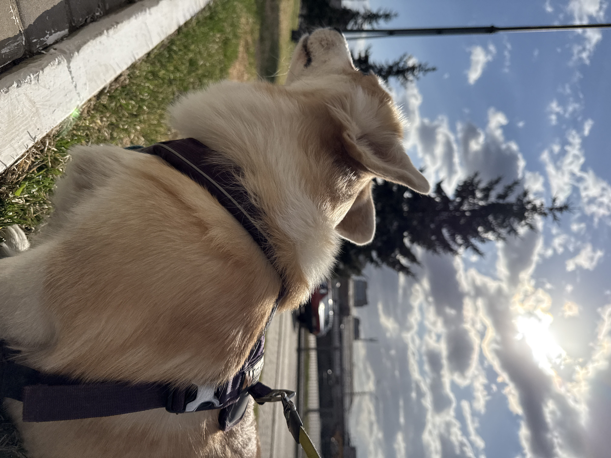A tan and white Welsh Corgi wearing a harness and leash sits on grass next to a concrete curb. The dog's head is tilted upward, looking toward the sky. In the background, there is a street with a car and fence, trees, and a sky with sunlit clouds. Based on the fence and street layout, this image appears to have been taken in the city of Krasnoyarsk, Russia.