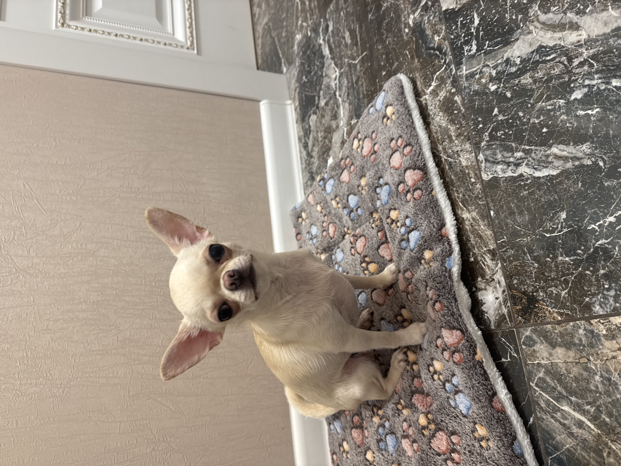 A light-colored chihuahua dog is sitting on a gray blanket with paw prints on it. The dog is facing the camera, and its ears are perked up. The blanket is on a dark-colored marble floor. In the background, there is a beige wall and a white doorframe. The scene appears to be indoors, likely in a residential setting, with no indication of Novosibirsk, Russia.